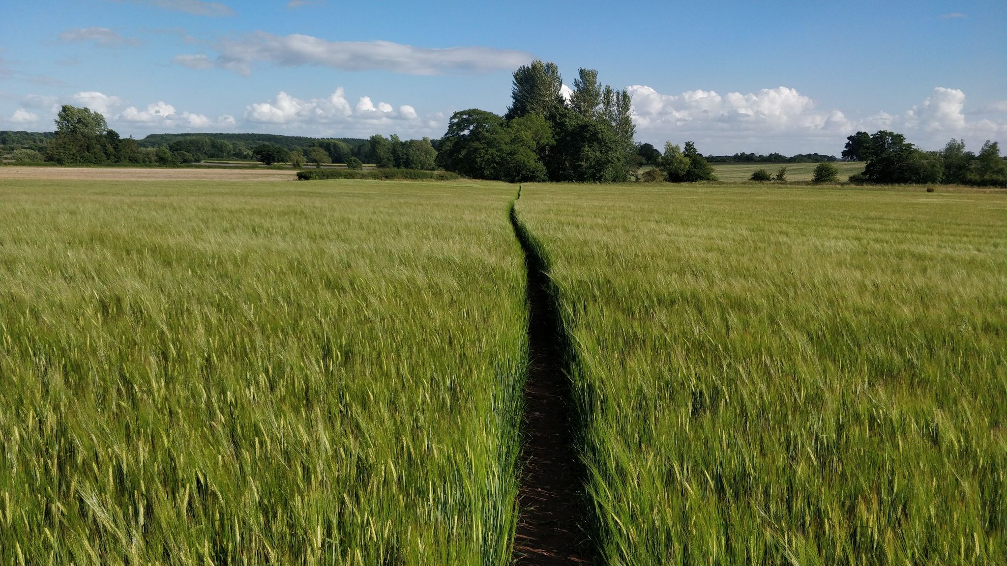 lively wheat