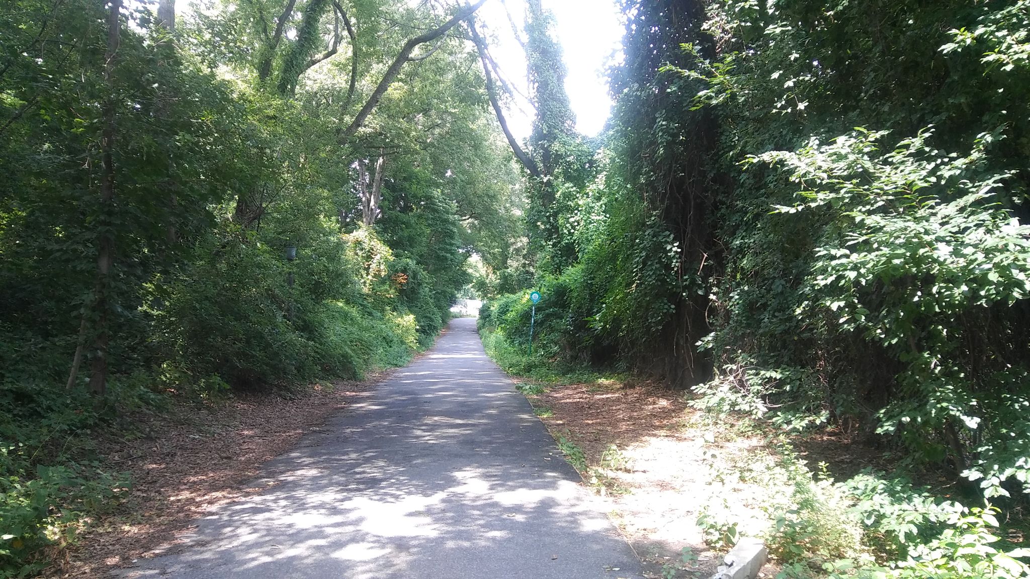 Narrow paved path through a dense, sun-dappled green tree tunnel. - Forest Park Drive and Greenway loop from Glendale