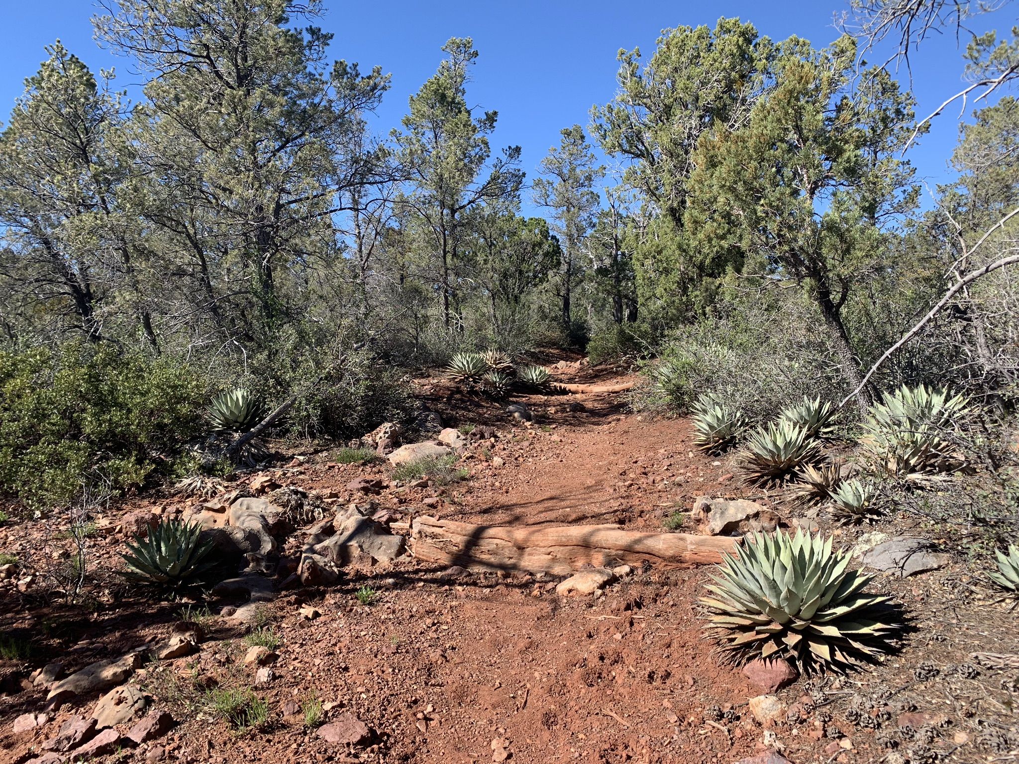 Winding red dirt trail through a dry, rocky landscape with agave plants. - Pine Strawberry Trail #15