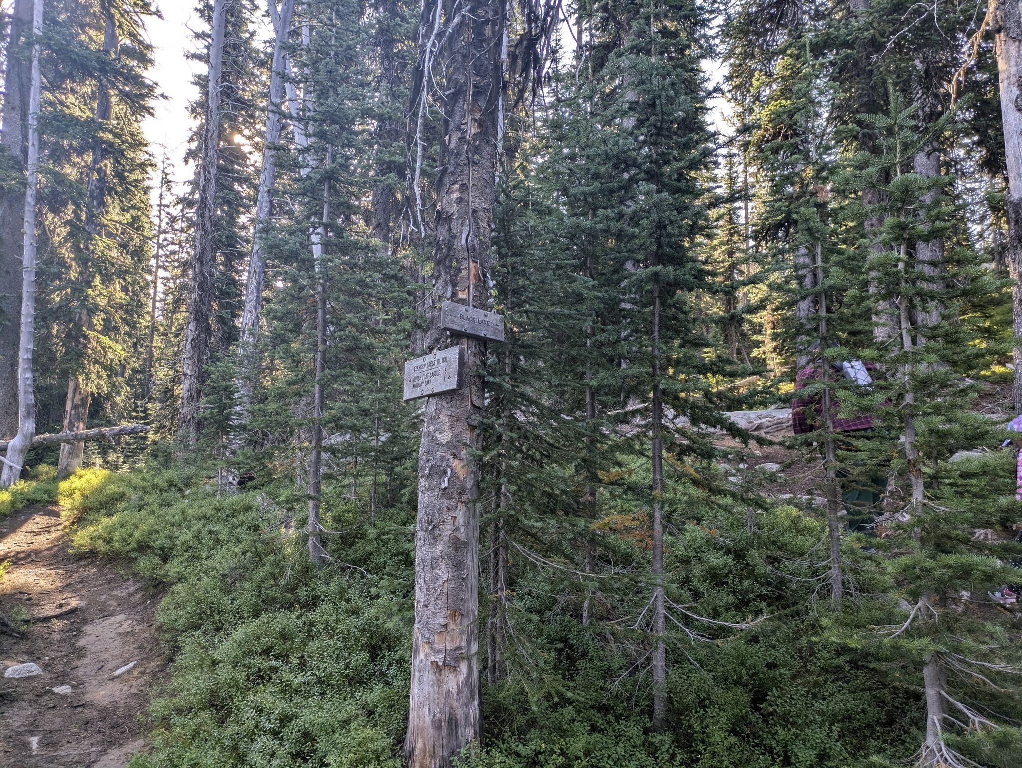 Wooden trail sign attached to a tree in a sun-dappled, dense forest. - Elkhorn Crest National Recreation Trail