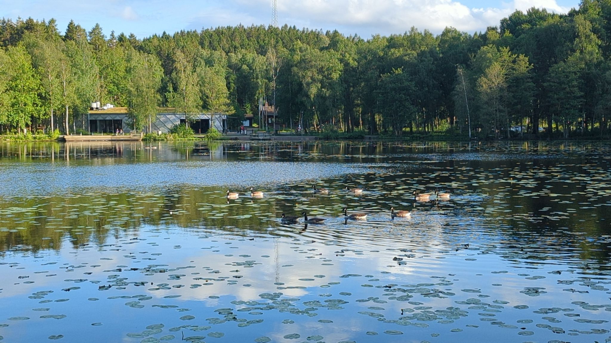 Badesee und Gänse