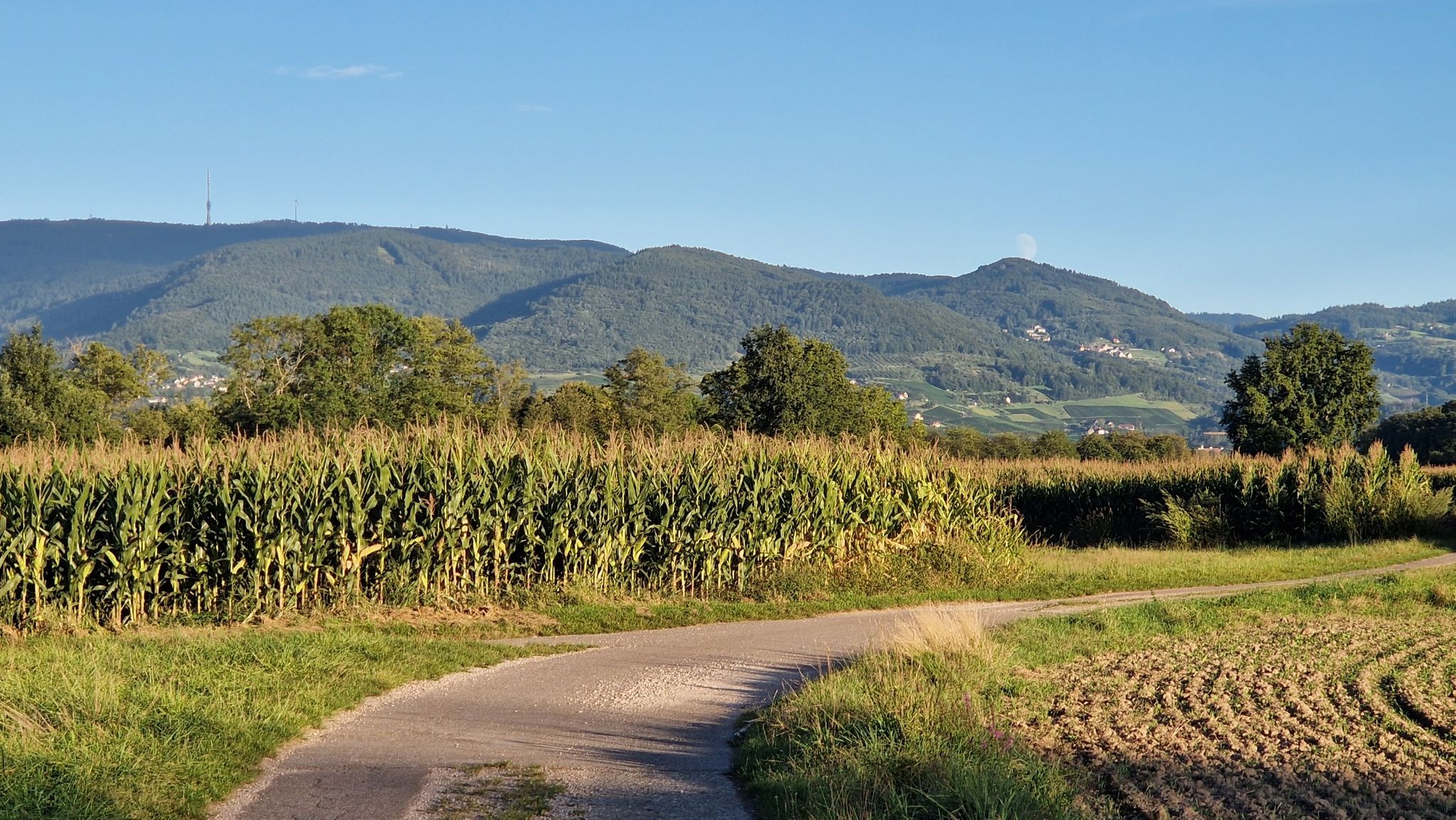 Blick zur Hornisgrinde