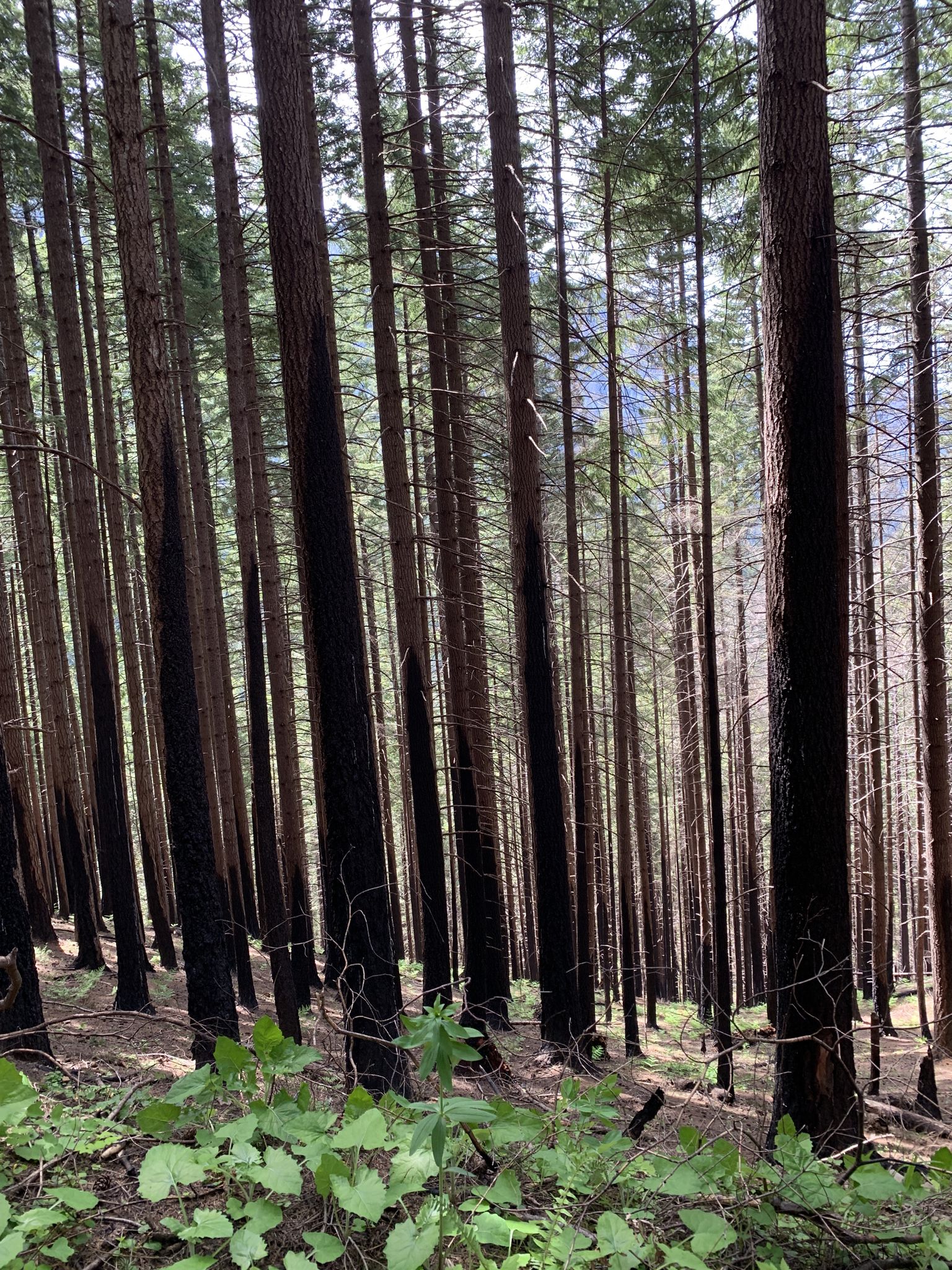 Tall, slender tree trunks with charred bases in a dense, sunlit forest. - Herman Creek Trail #406