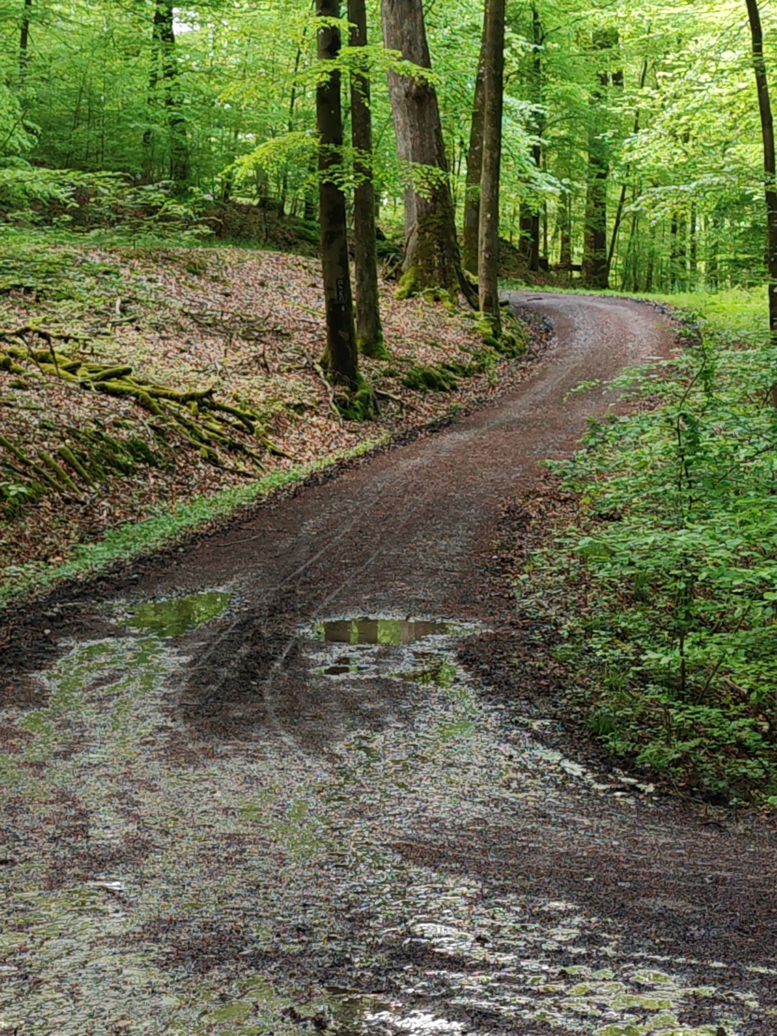 Dieser sich abzweigende Weg nennt sich"Leichenweg"🙈