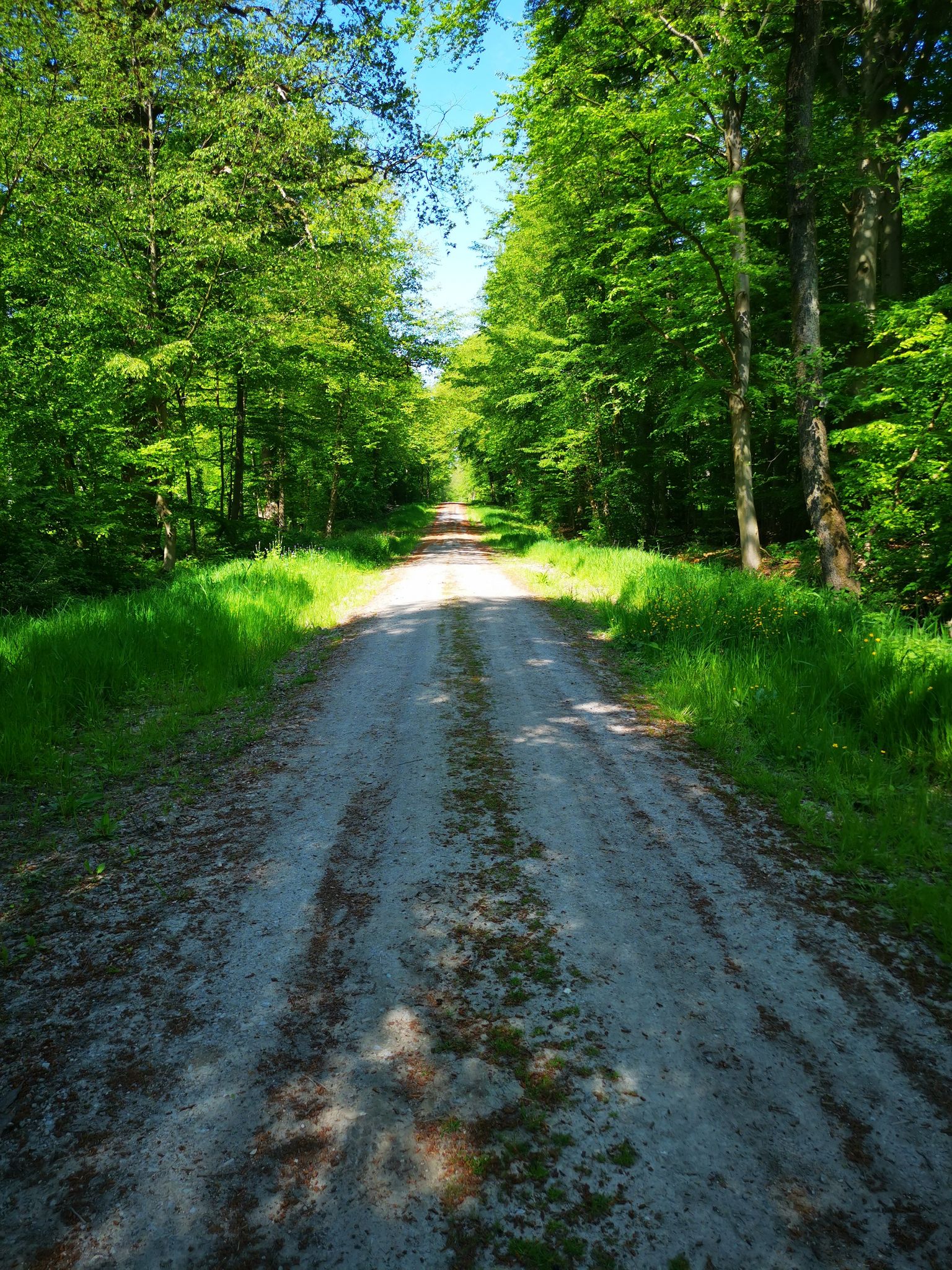 Waldweg tw holperig