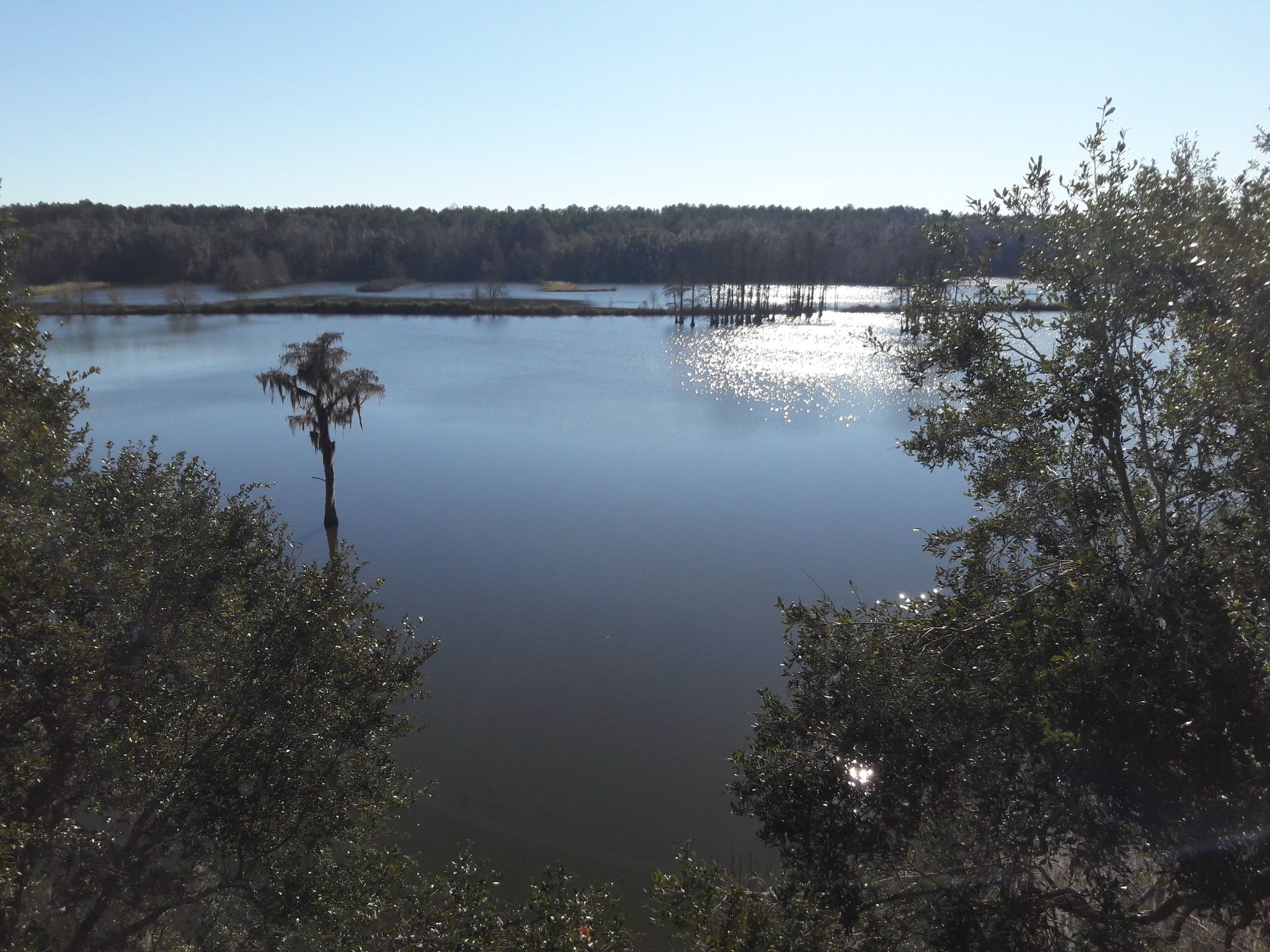 Sunny lake with submerged trees and forested shoreline under clear sky. - Lafayette Heritage Trail Park – Tom Brown Park loop from Federal Correctional Institution, Tallahassee