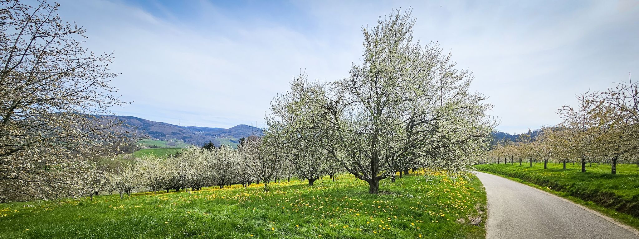 Kurz nach Obersasbach - Links oben die Hornisgrinde