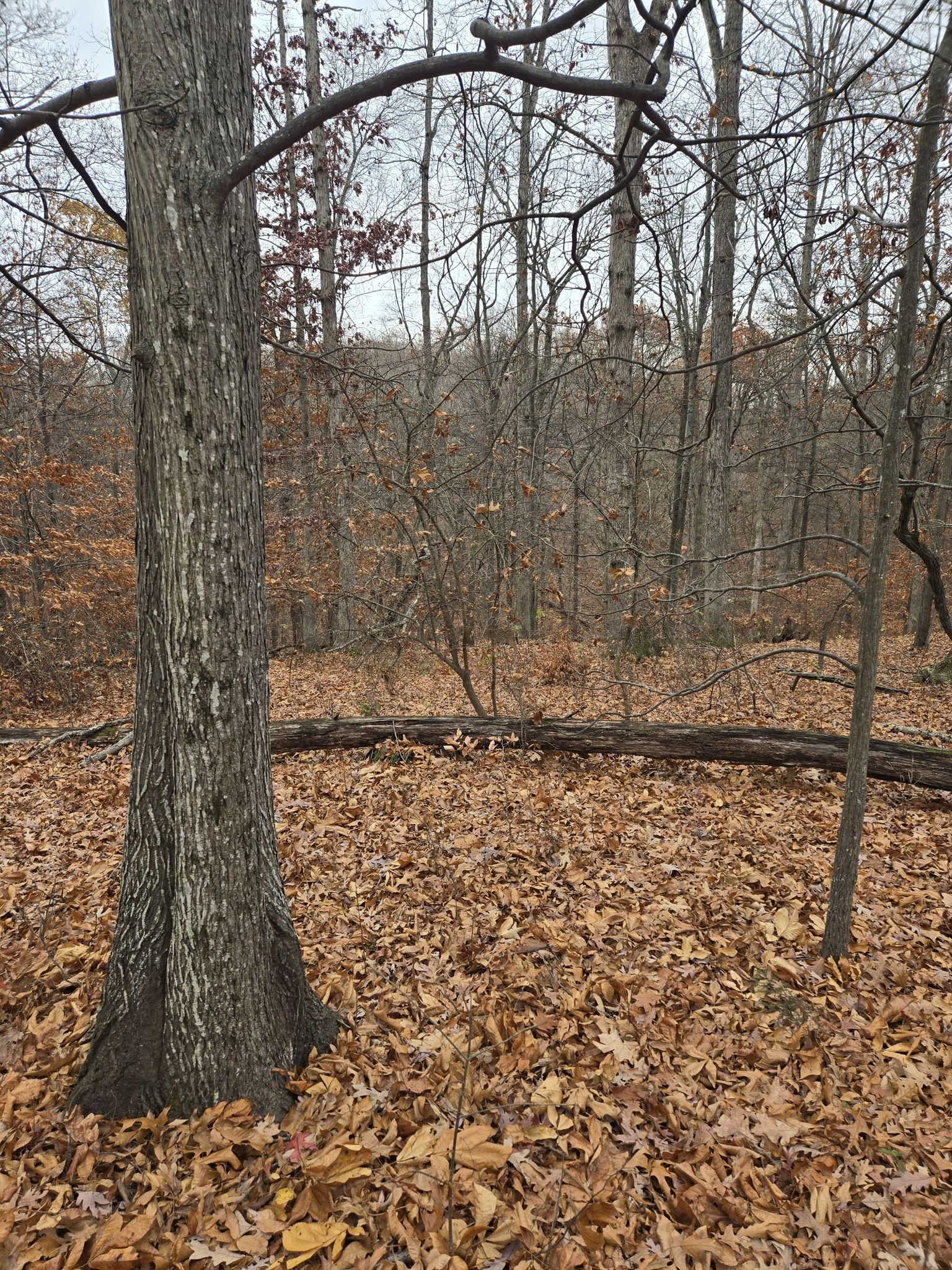 A forest floor covered in brown leaves with bare trees under an overcast sky. - Balls Bluff Battlefield Interpretive Trail