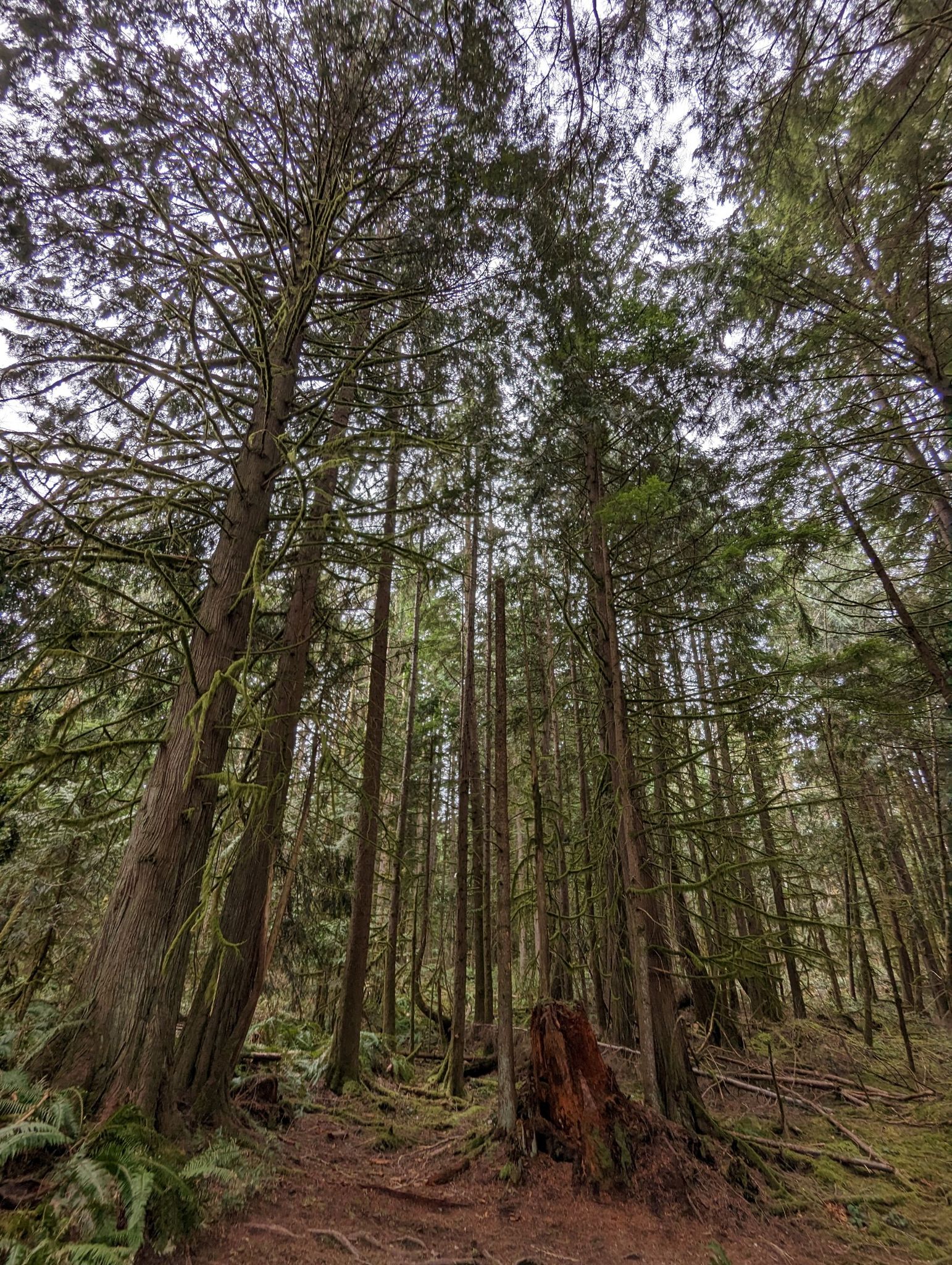 An upward view of towering evergreen trees with mossy branches in a dense forest. - Little Ring, Big Ring, and Two Trees Trail