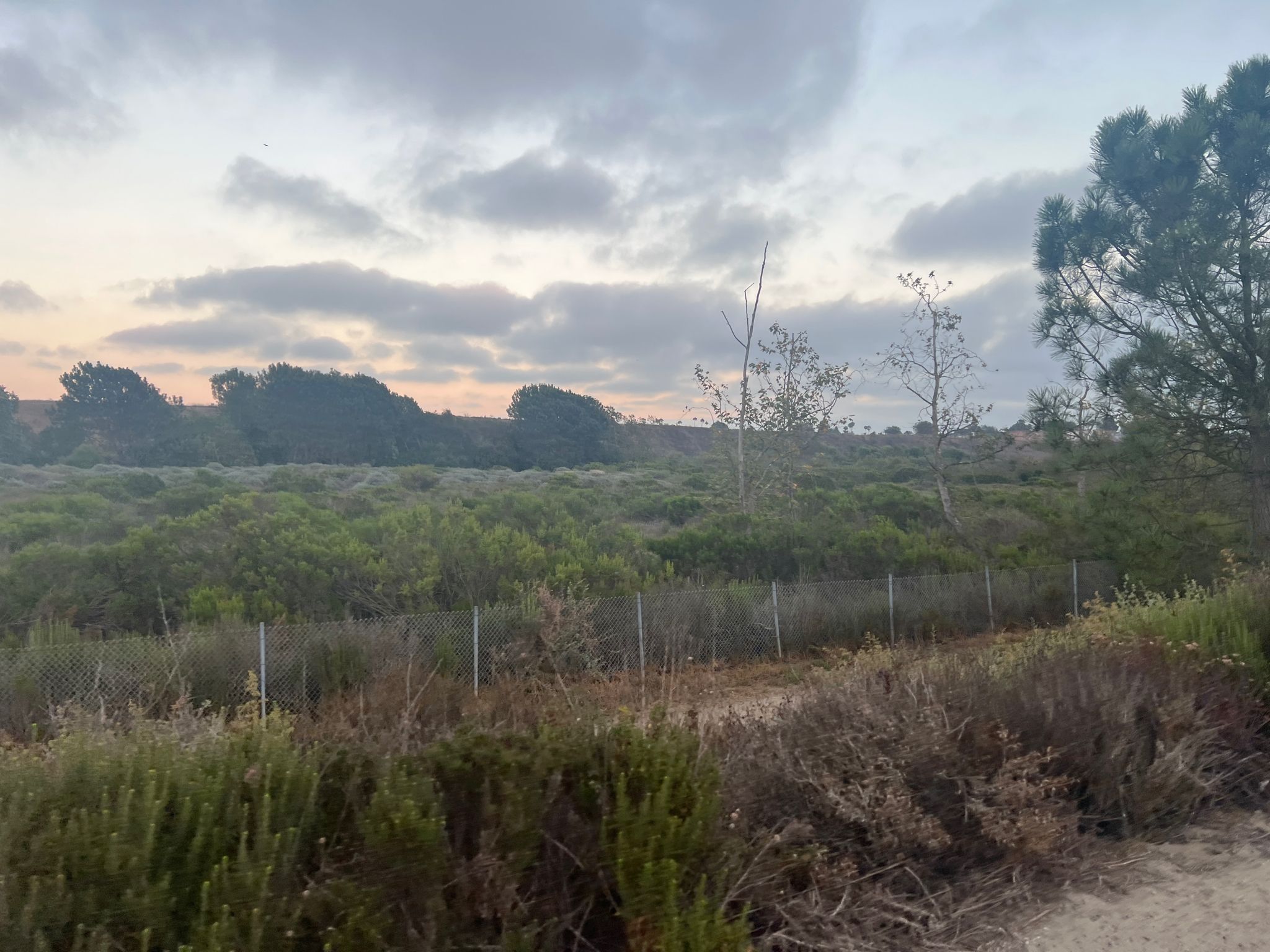 Dense natural vegetation and trees under a cloudy, soft-lit sky, with a fence. - Talbert Regional Park – Santa Ana River Trail loop from Estancia High School