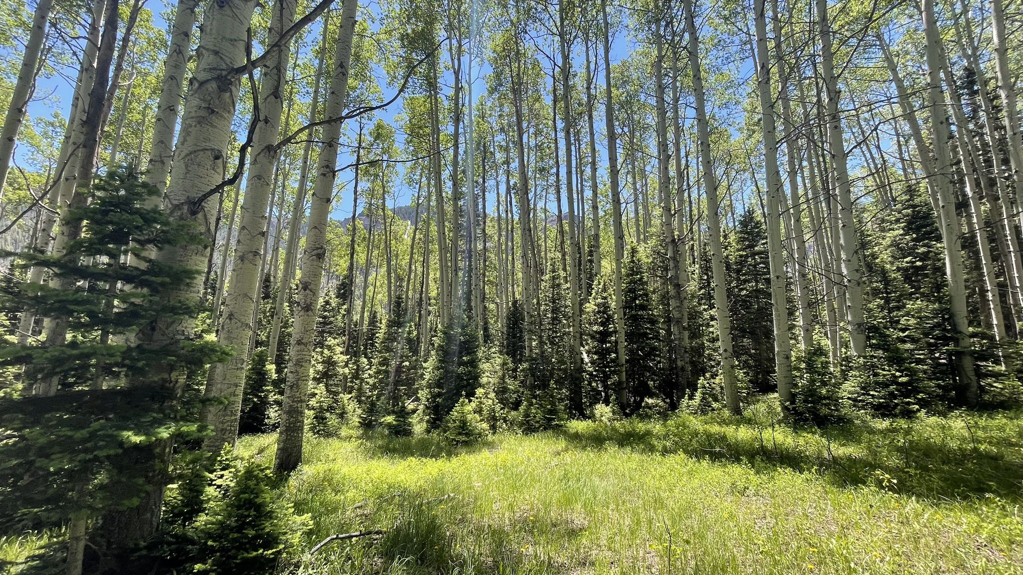 Bright sun illuminates a dense aspen and pine forest with a grassy clearing. - Mill Castle Trail