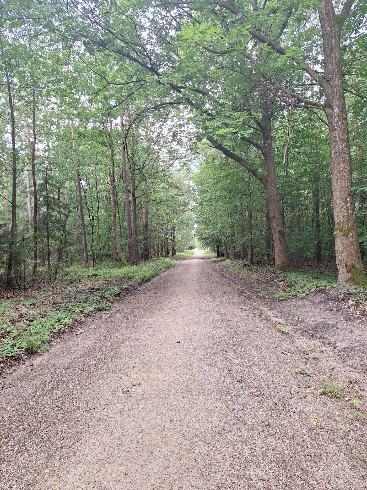 Wald Langwasser