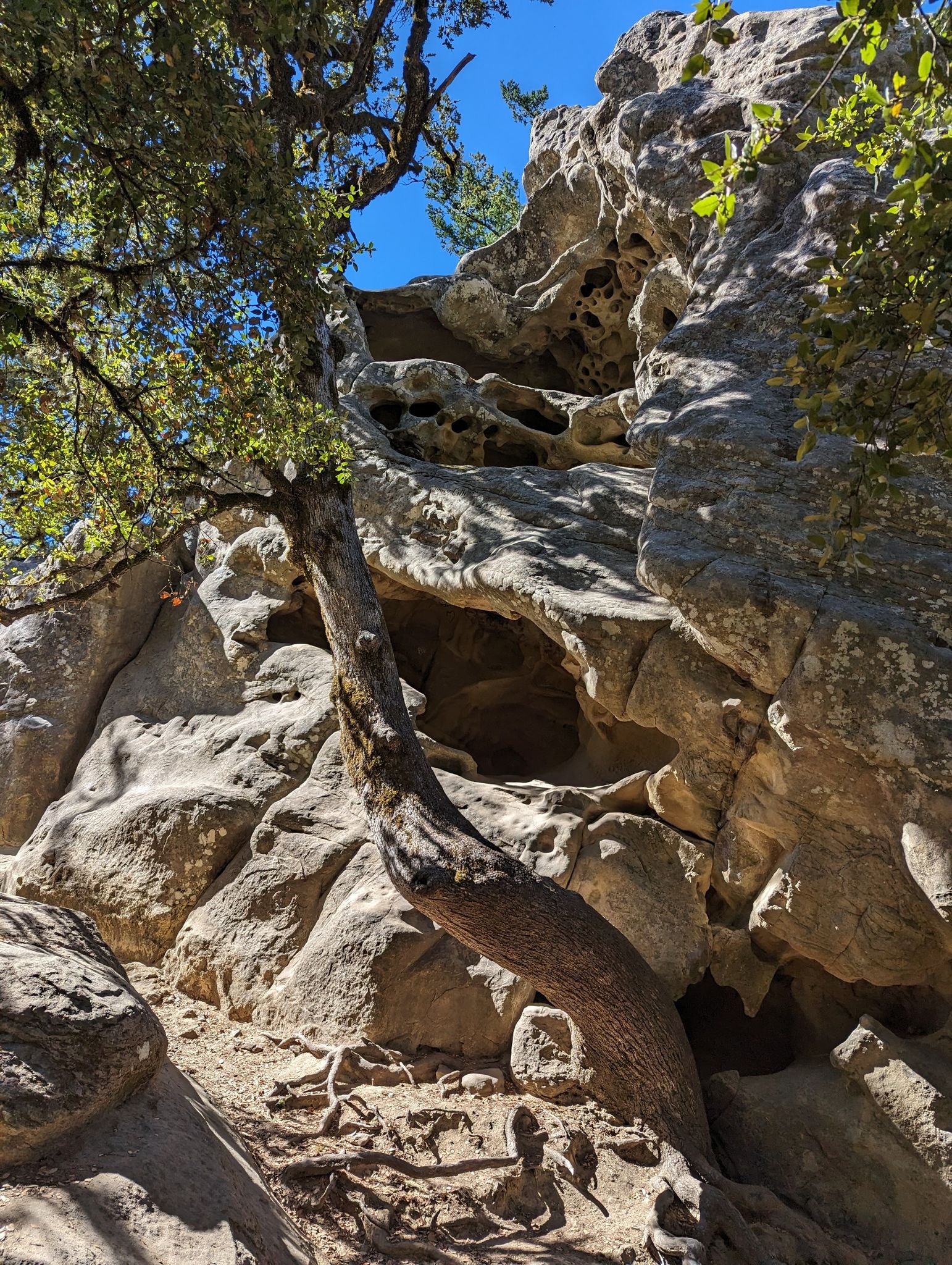 A gnarled tree growing from a large, weathered rock formation under blue sky. - Castle Rock Nature Trail