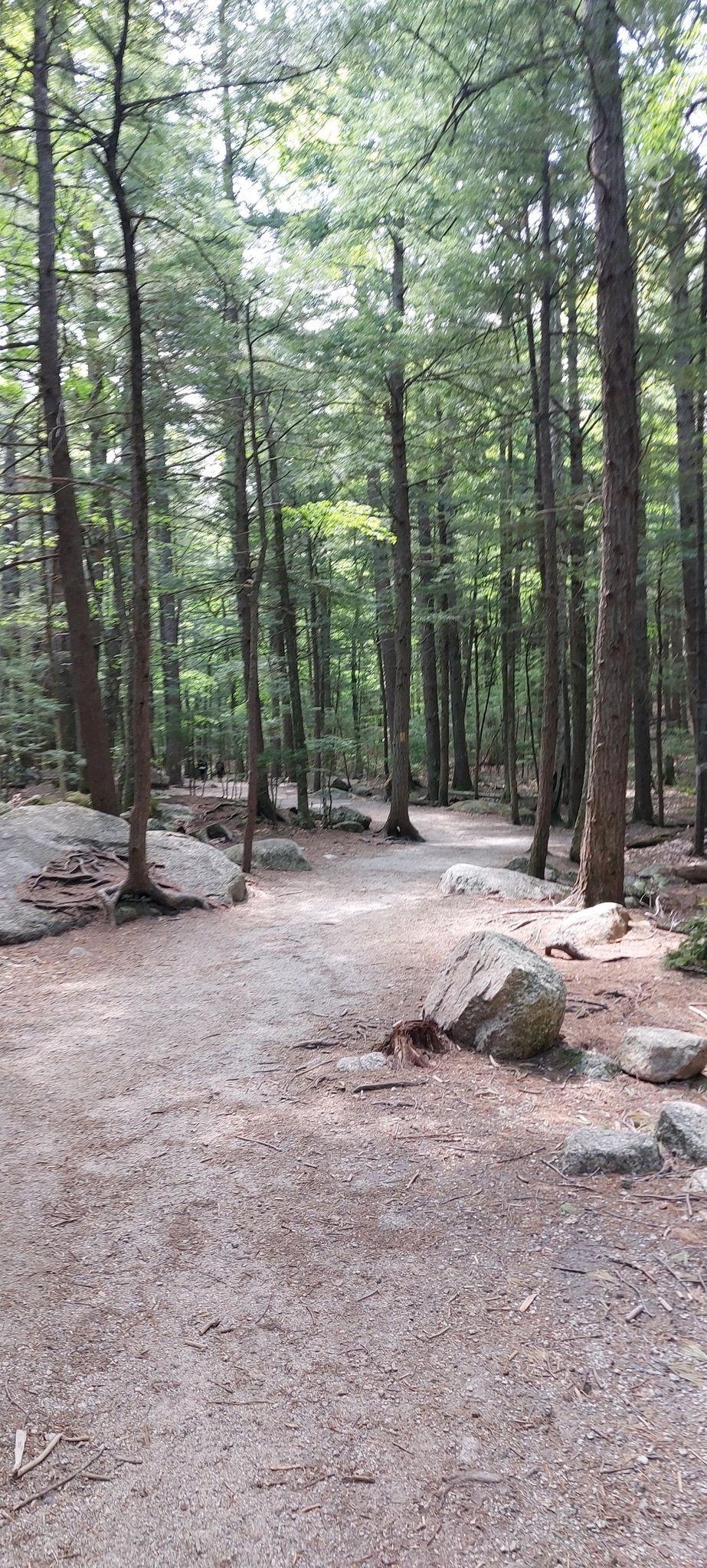 A sun-dappled dirt path winds through a tall, rocky forest. - Diana's Bath Trail