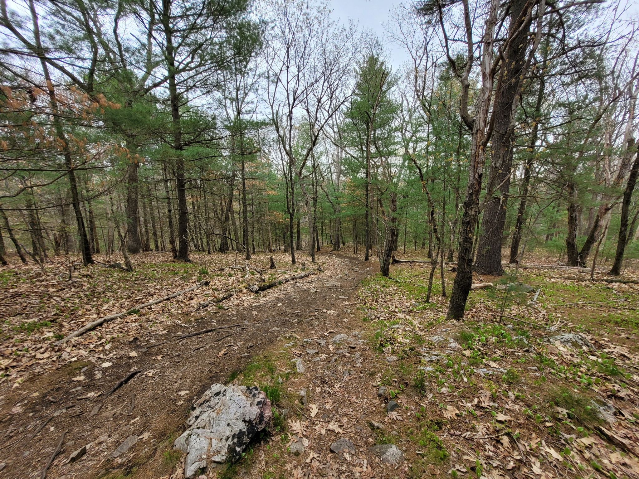 A winding dirt path through a dense forest with tall trees and fallen leaves. - Two Towers Hike