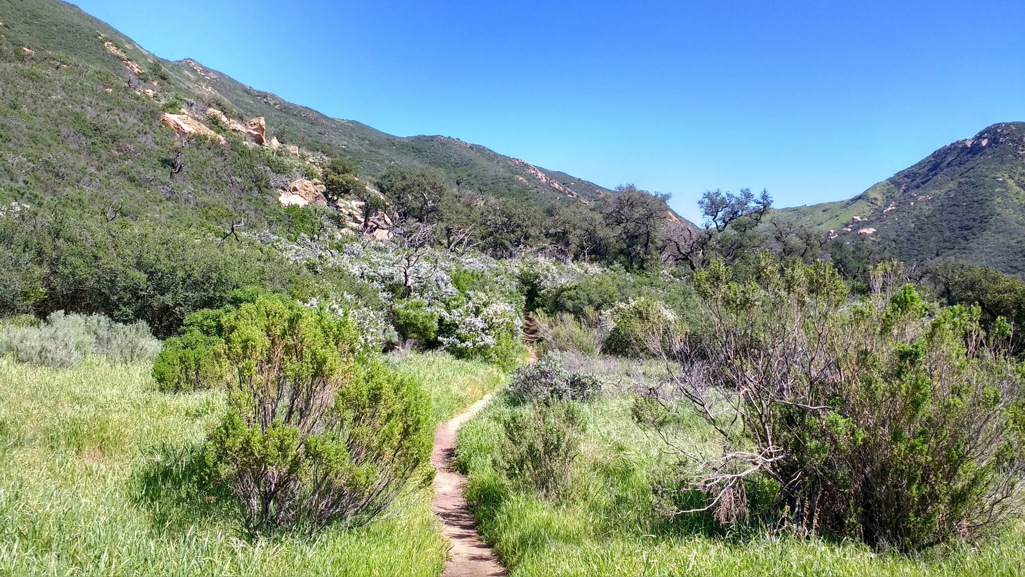 Narrow dirt path through a lush green valley surrounded by hills. - Gaviota Peak & Trespass Trail – Gaviota State Park