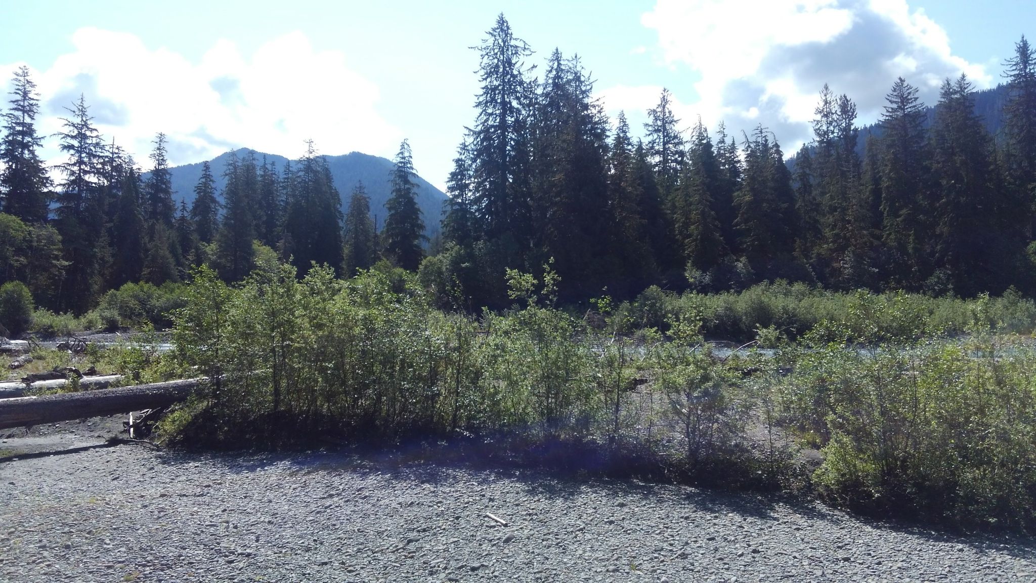 Wide gravel riverbed with distant mountains and evergreen forest under cloudy sky. - Hoh River Trail
