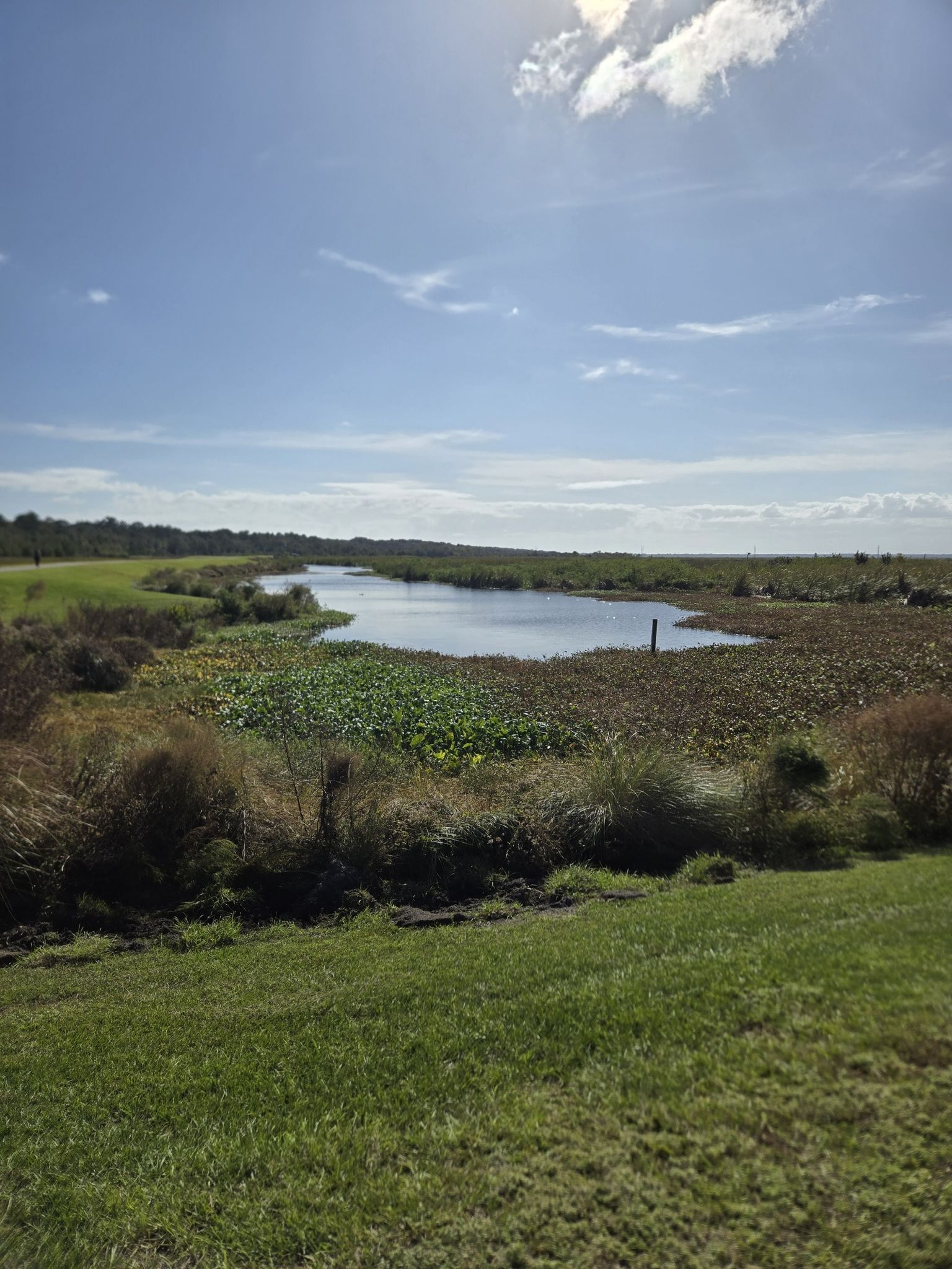 Sunny wetland landscape with a winding waterway and dense vegetation under a blue sky. - Sweetwater Wetlands Cell 2 Loop Trail