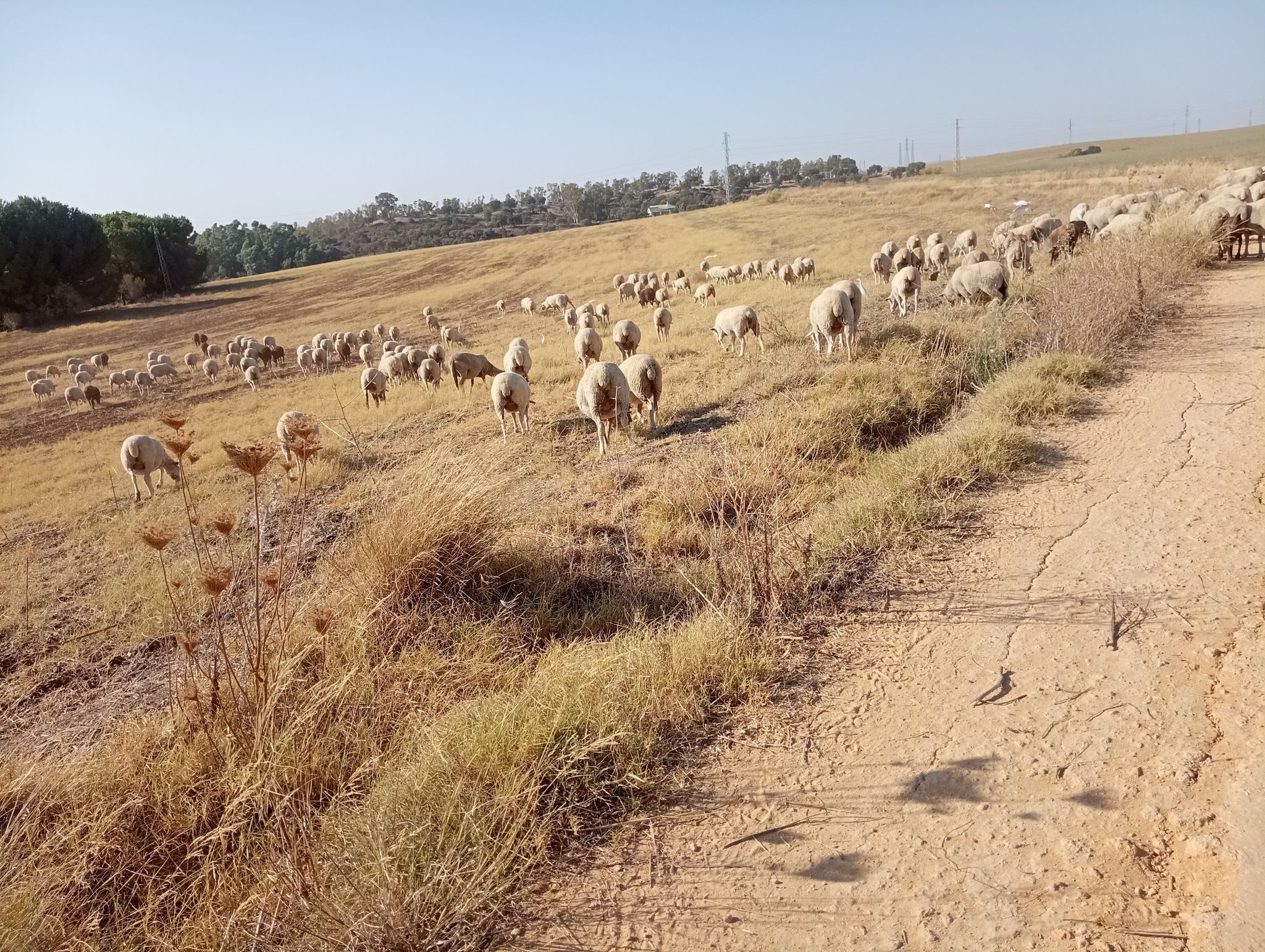 avejitas en el camino pajanosas guillena