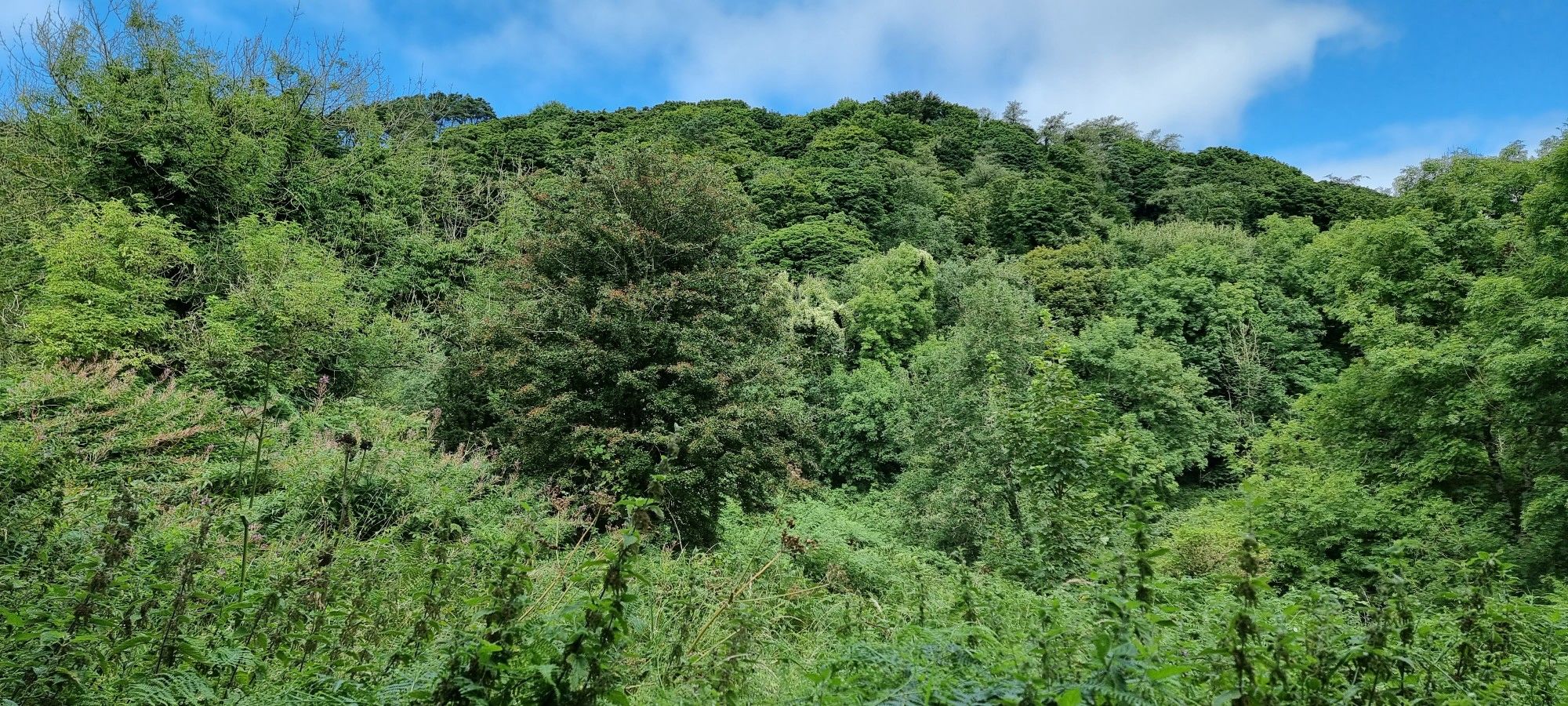 the tree views