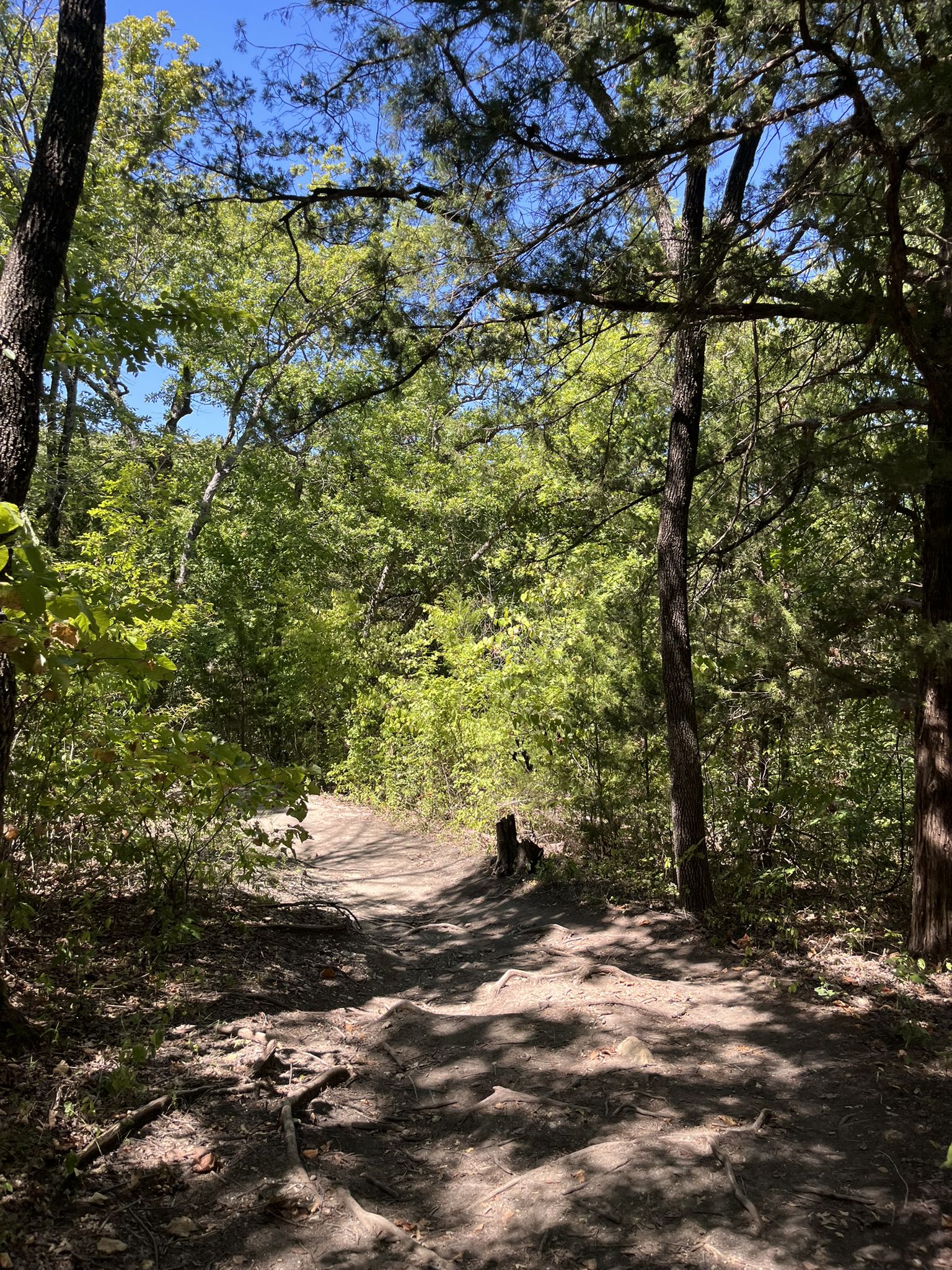 A sun-dappled dirt path winds through a dense green forest. - Buttonbush Scenic Point loop from Eisenhower State Park