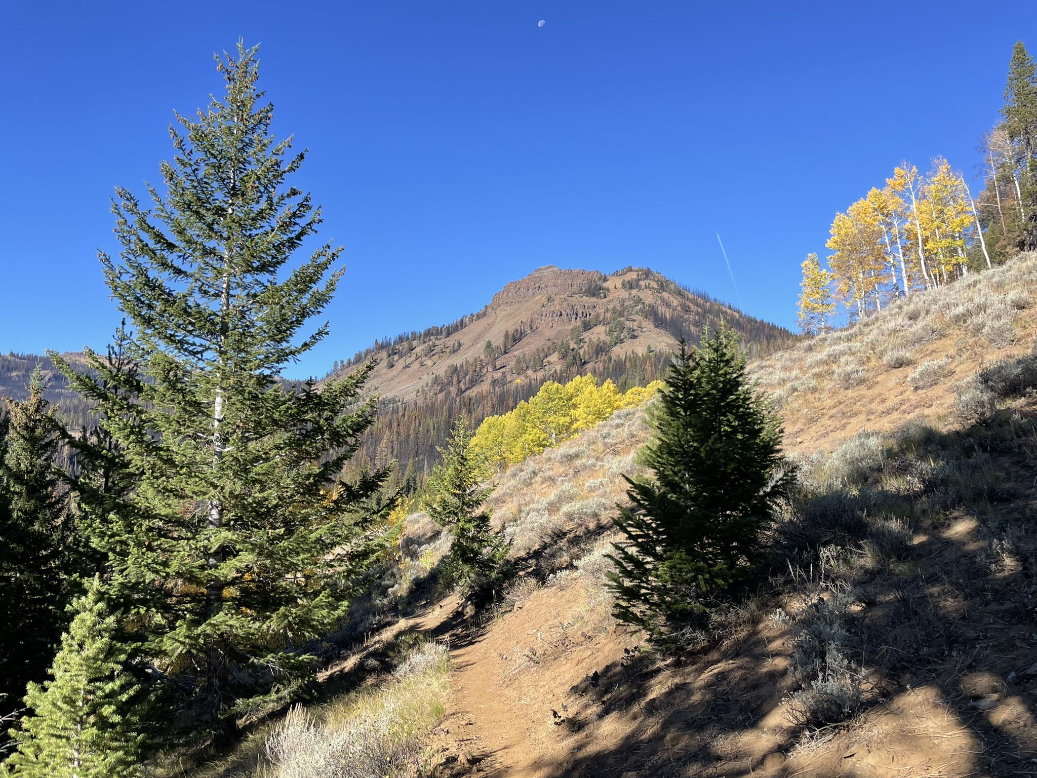 A dirt trail winds up a sunny, forested hillside towards a mountain peak. - Bonny Lakes via Tenderfoot Wagon Road