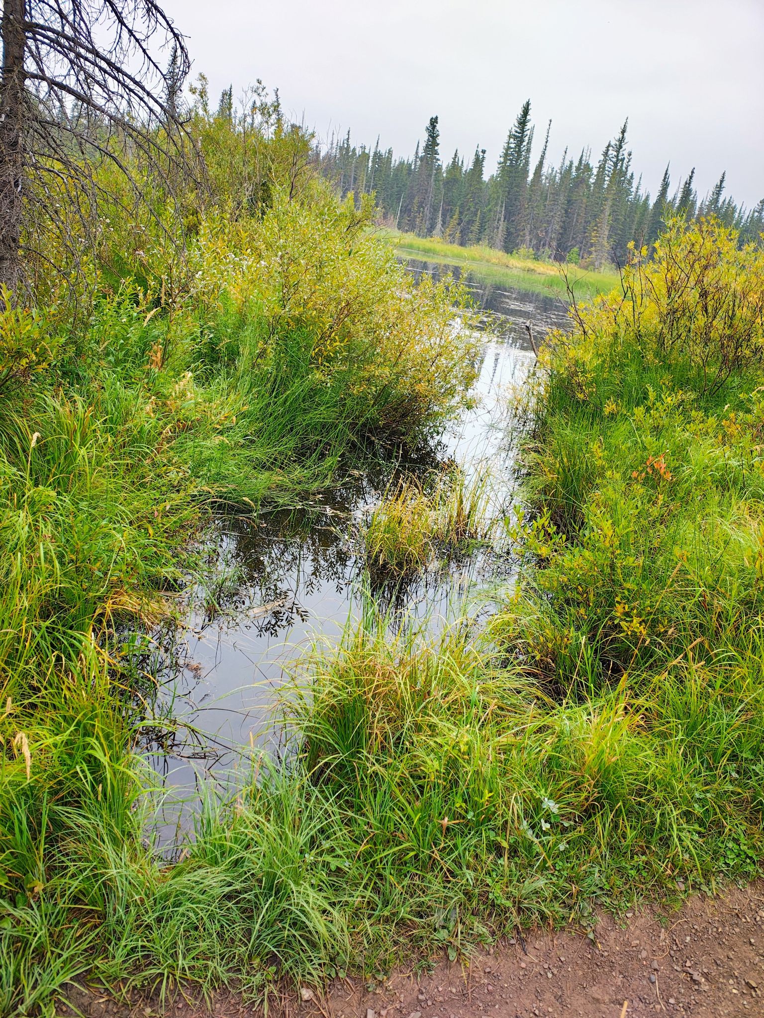 Narrow stream winding through lush green grass and dense forest. - Mount Henry Trail and Scenic Point via East Glacier Park Village