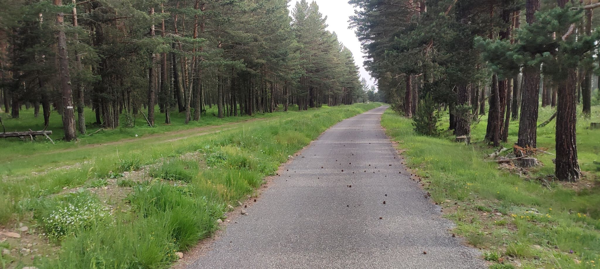 Radweg durch den Kiefernwald