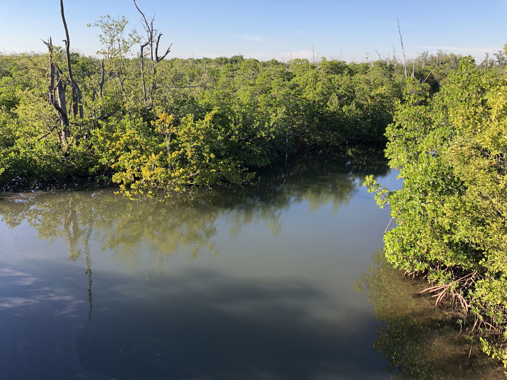 A calm waterway surrounded by dense green foliage under a clear sky. - South Trail