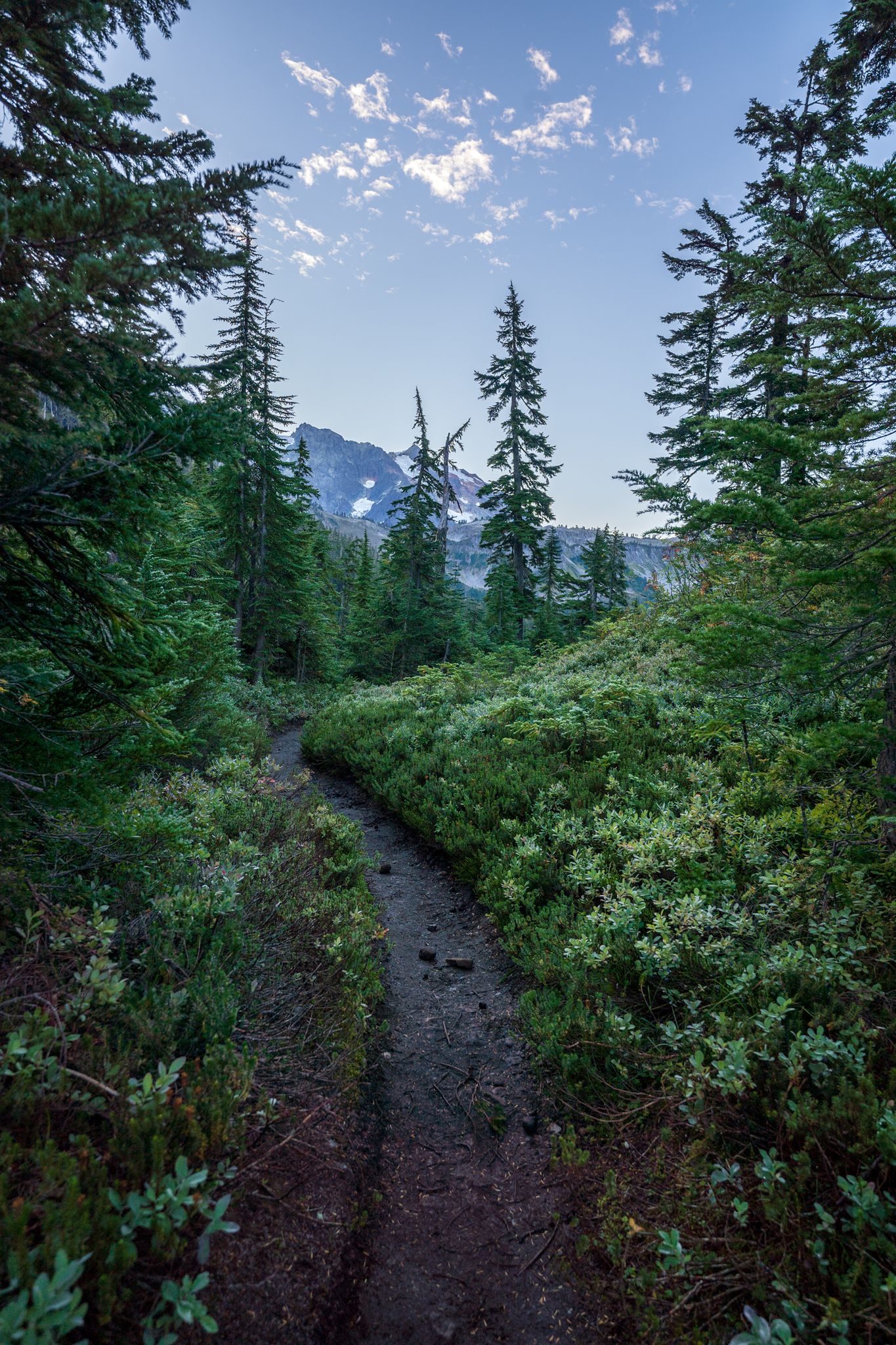 Dirt trail winding through dense green bushes and tall trees under a bright sky. - Swift Creek Trail Junction – Lake Ann loop from Artist Point Trailhead