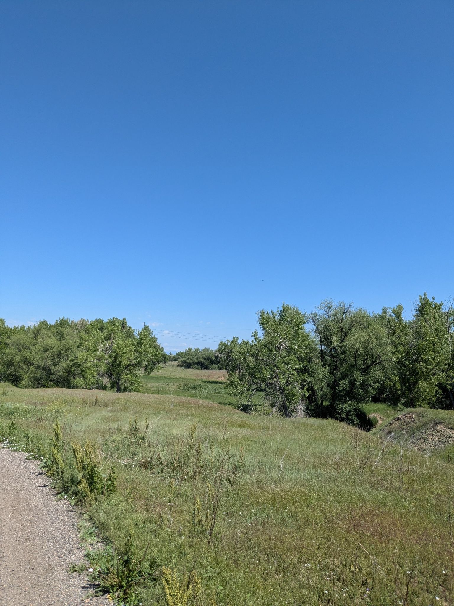 A dirt path borders a grassy field with green trees under a bright blue sky. - Coal Creek Trail – Warembourg Open Space loop from Lafayette