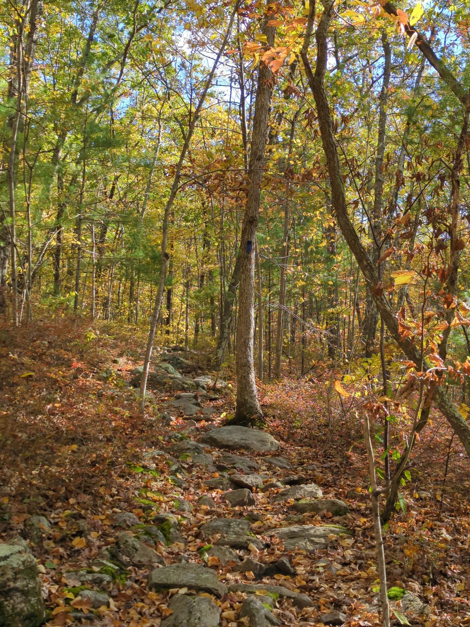 A rocky uphill path through an autumn forest with golden leaves. - Tripoint marker loop from Long Pond Preserve
