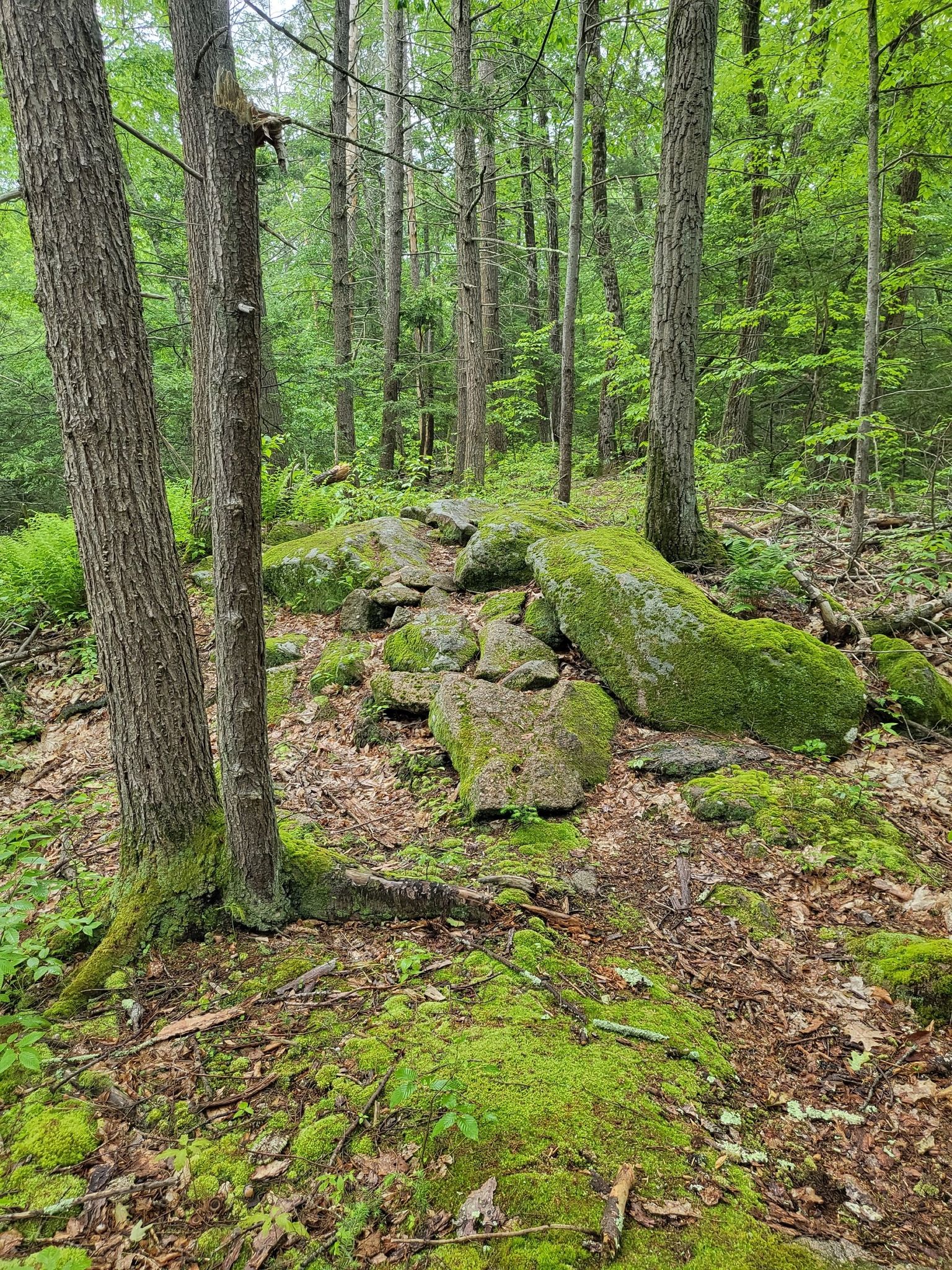 Mossy rocks and tree trunks on a forest floor with green foliage, dappled light. - Mount Holyoke Range State Park Loop