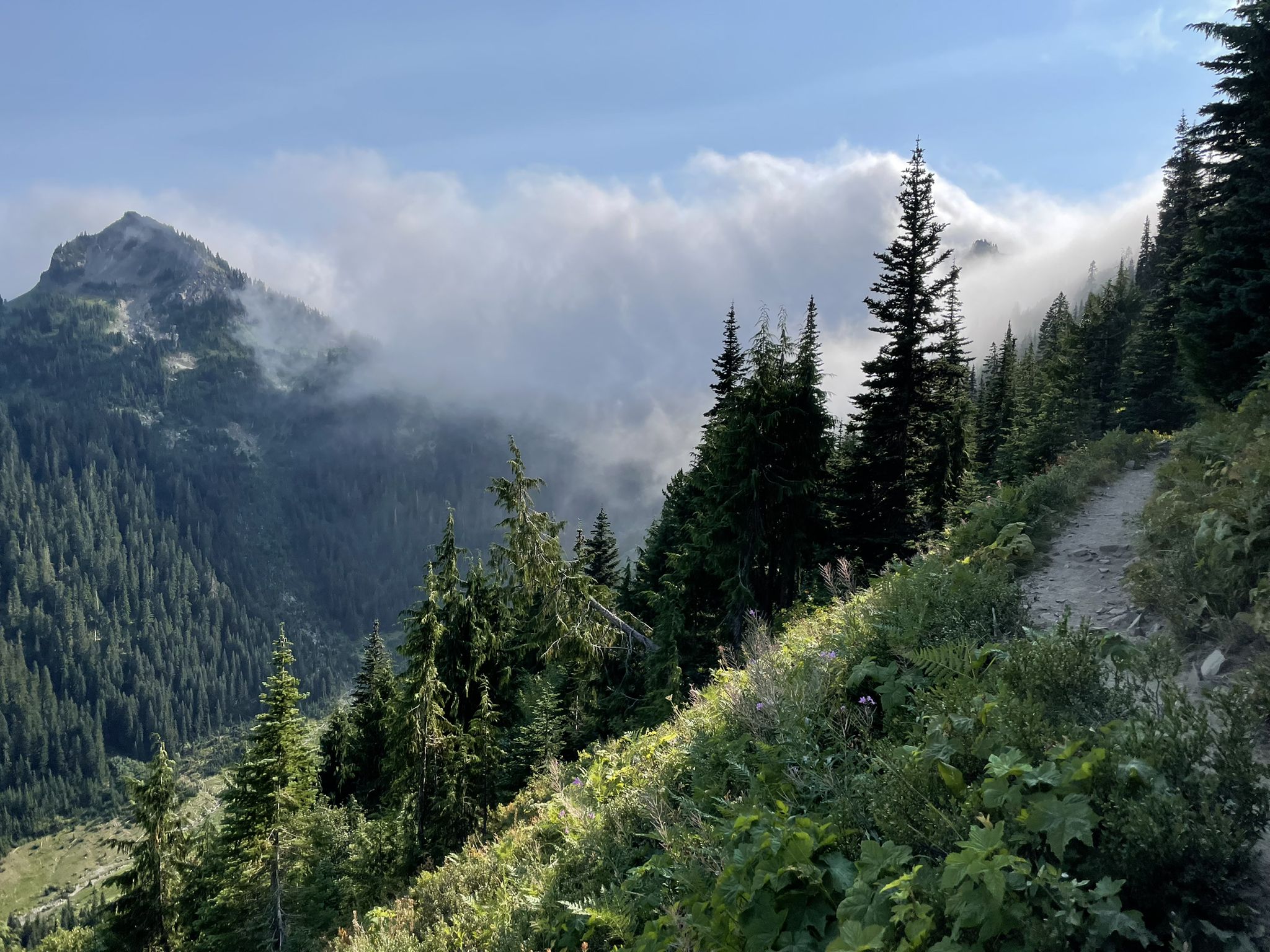 Mountain trail winding through pine trees with clouds clinging to peaks. - Sheep Lake Trail