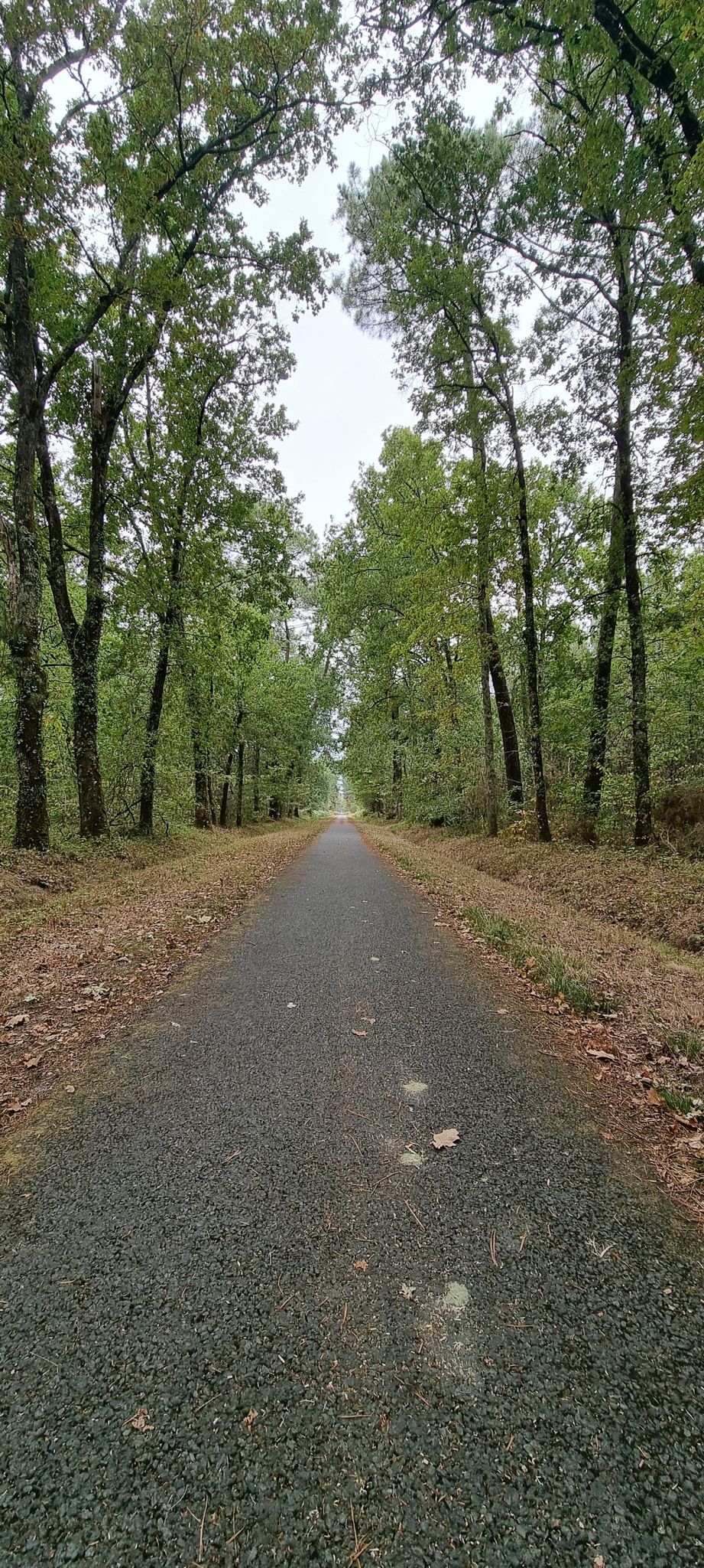 La ciclabile, in molti tratti, accompagna attraverso boschi quasi fiabeschi.