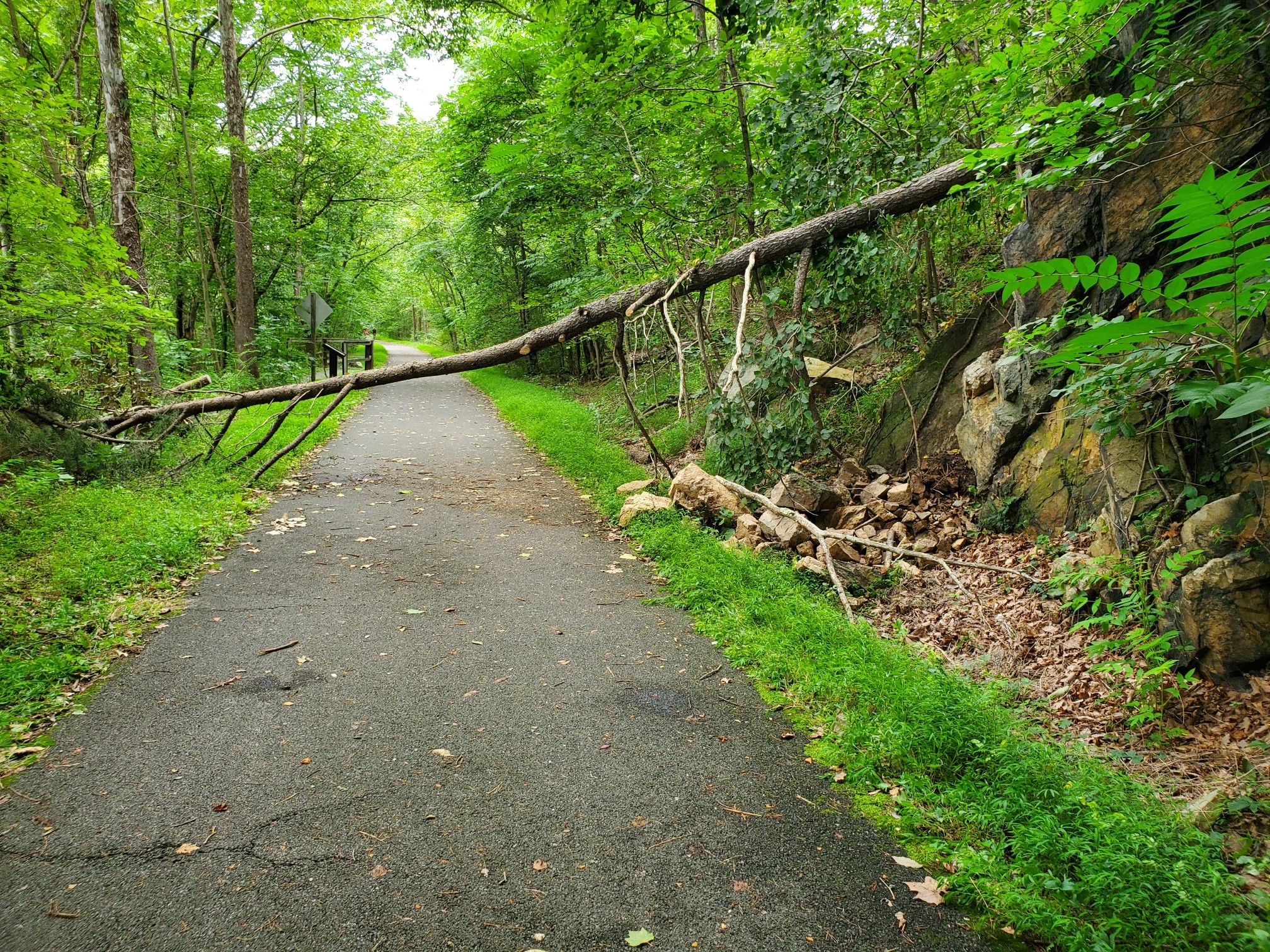 A large fallen tree blocks a paved path in a dense green forest. - Buddy Lou's Restaurant – Indigo Neck Primitive Campsite loop from Hancock