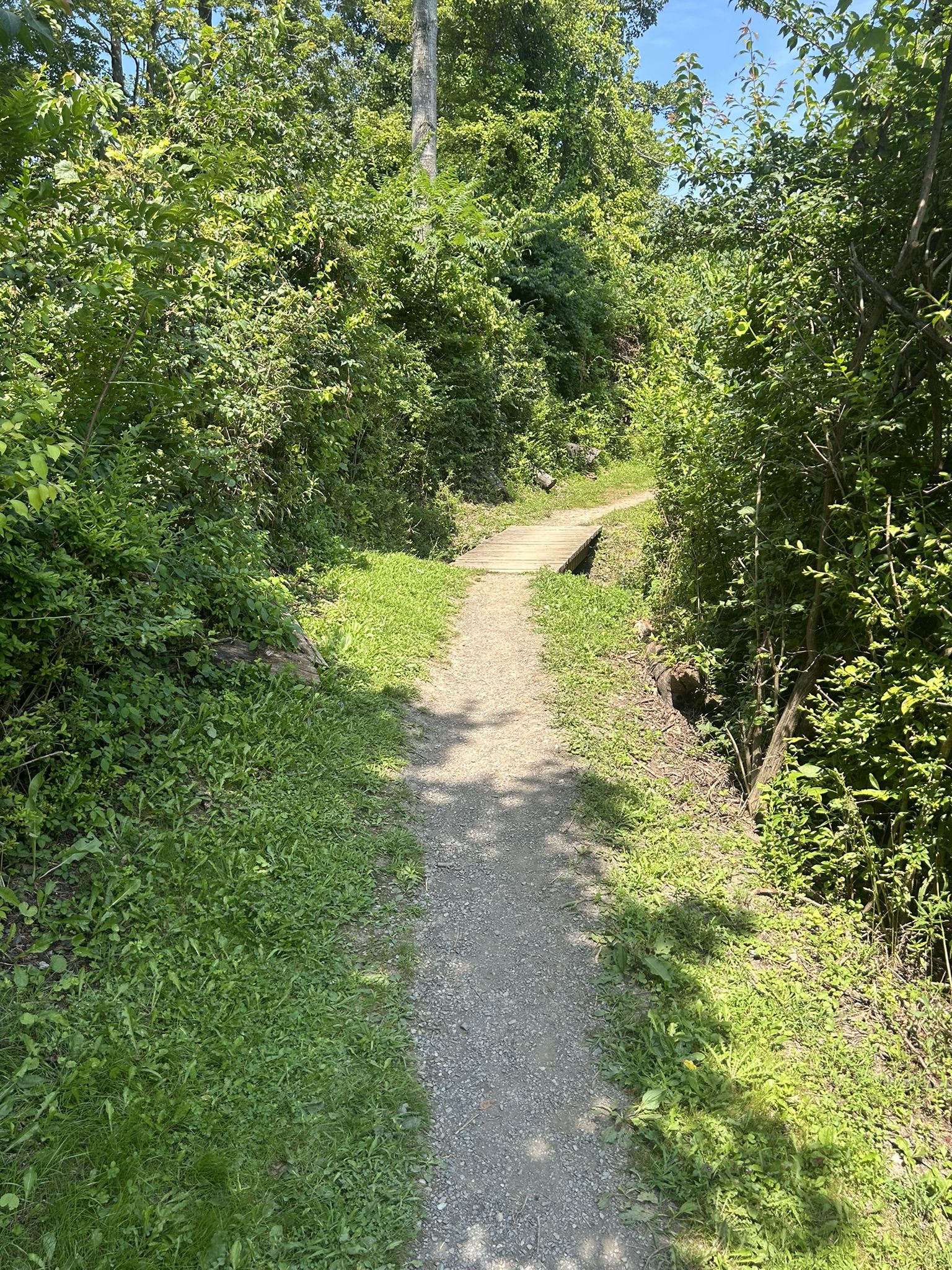 A narrow, sun-dappled path cuts through dense green vegetation. - Rothrock State Forest – Whipple Dam State Park loop from Milroy