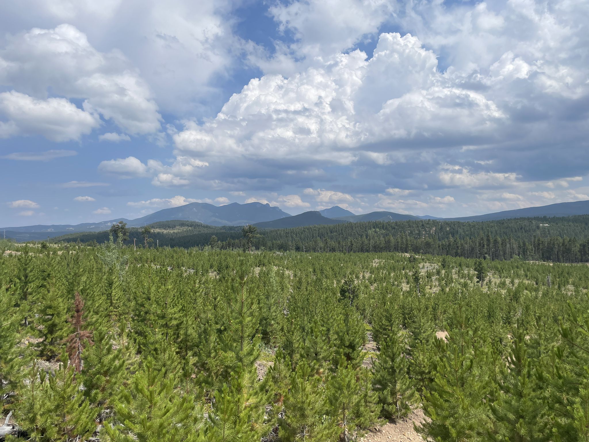 Vast field of young pine trees under a partly cloudy sky, distant mountains. - West Magnolia Loop Trail