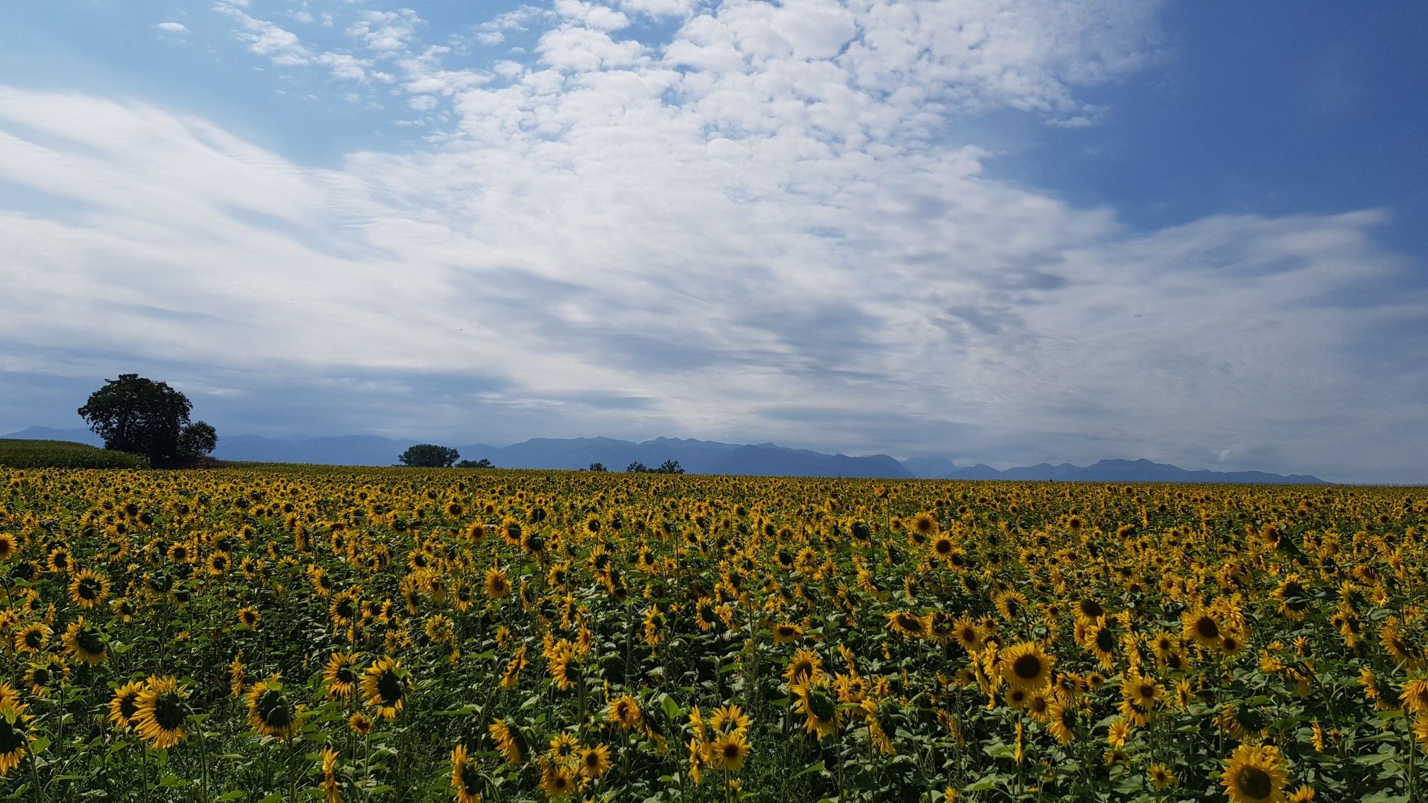 Tournesols & Pyrénées.