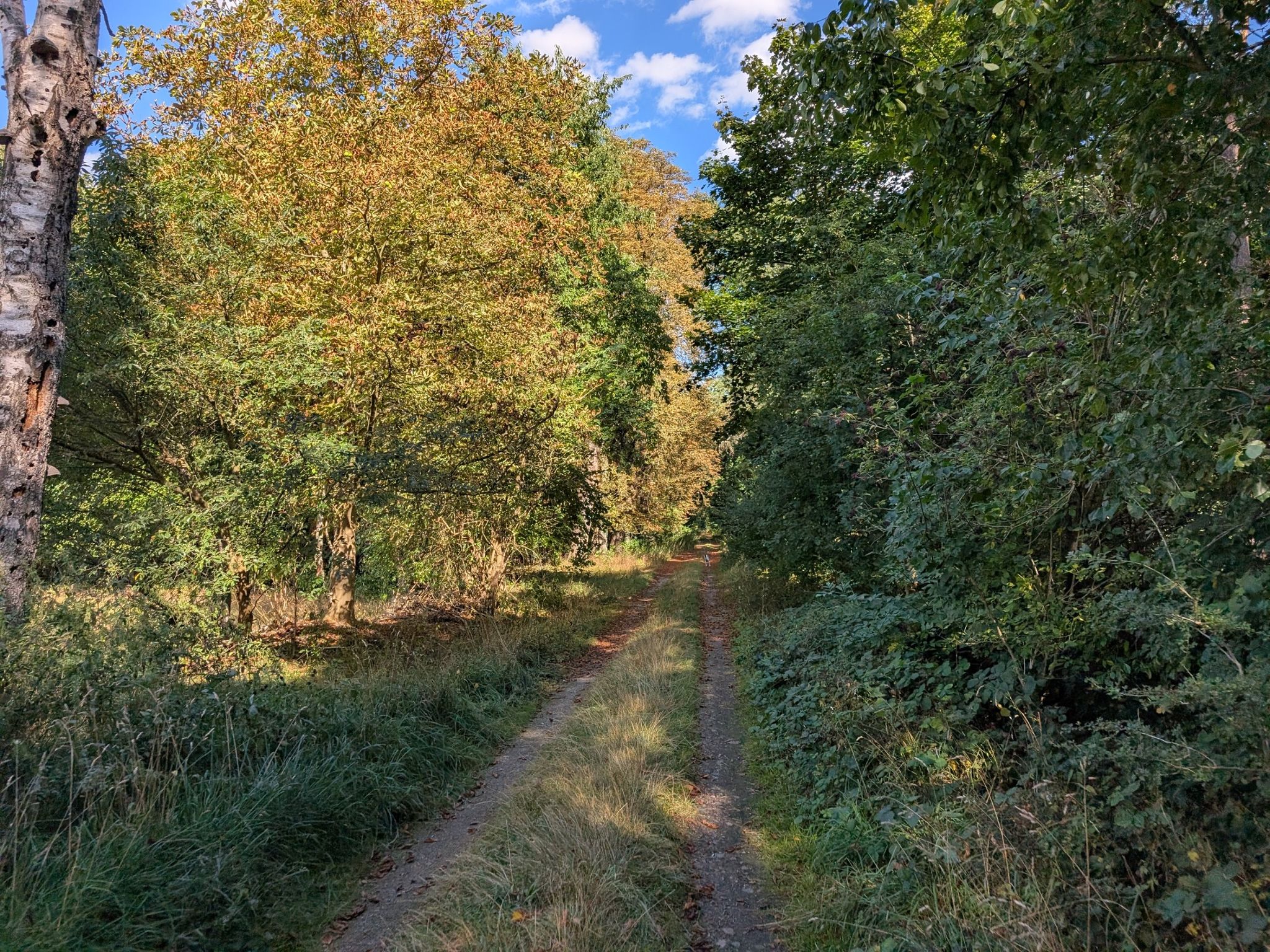 schon herbstliche Farben