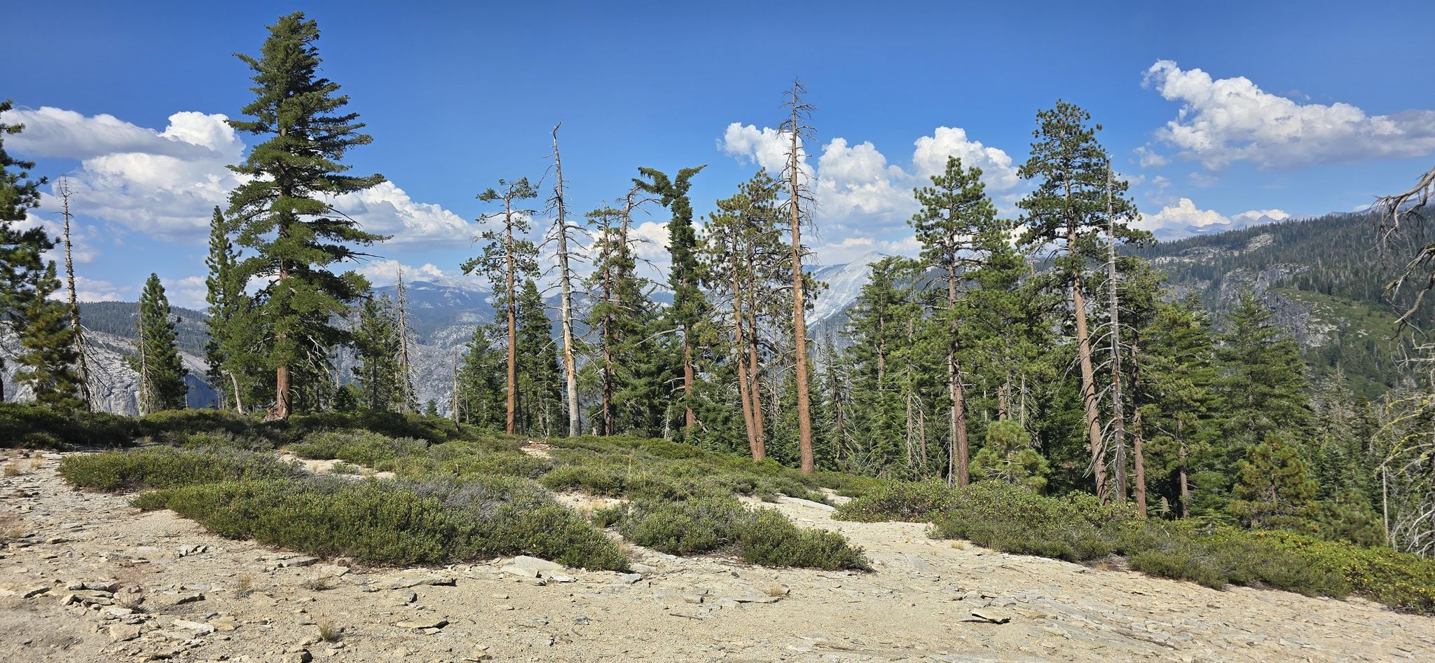 A sparse pine forest on rocky ground under a bright blue sky with clouds. - Dewey, Crocker, and Stanford Point via the Pohono Trail