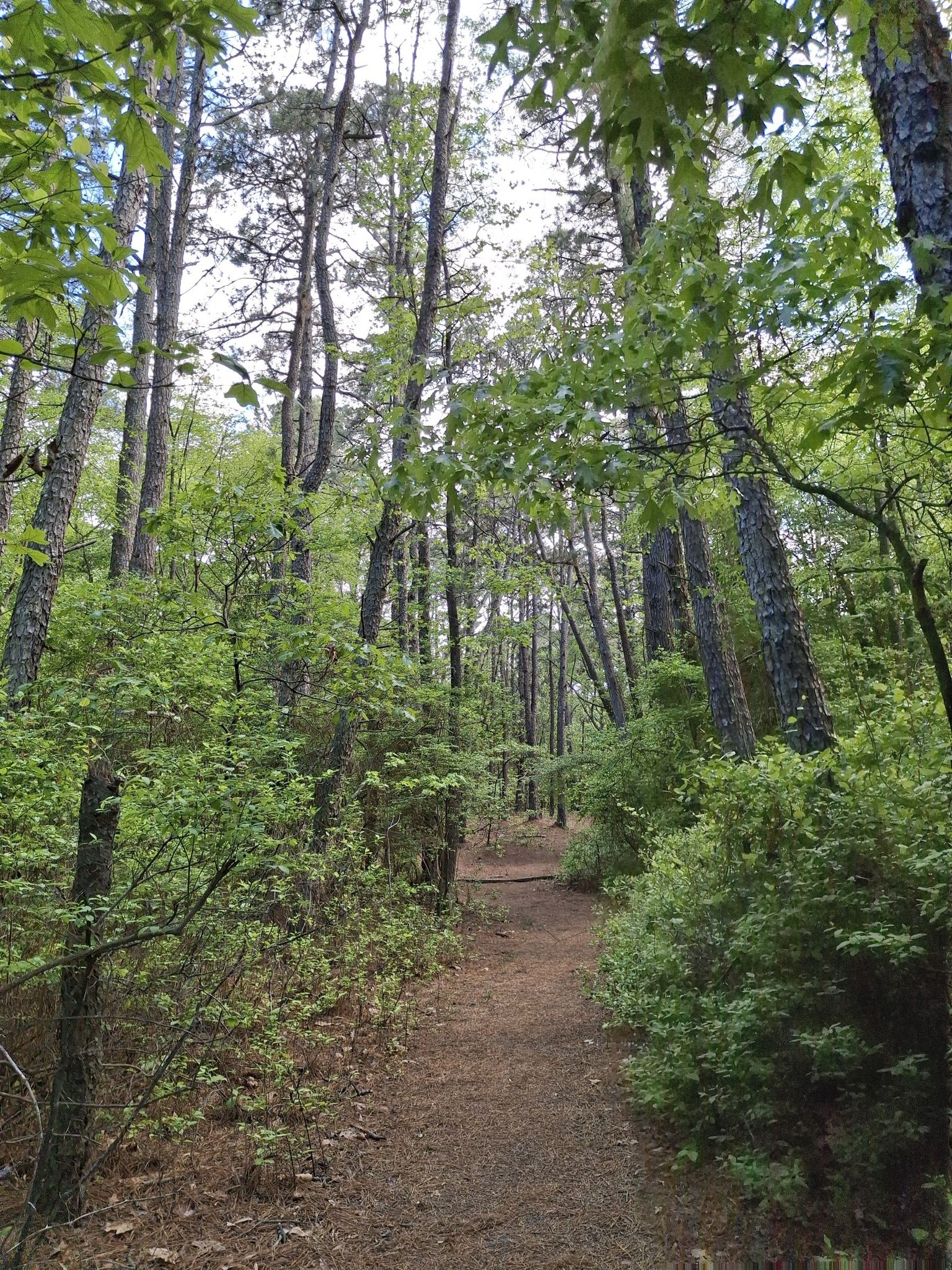 A sun-dappled dirt path winds through a dense green forest. - Walking Dunes Trail