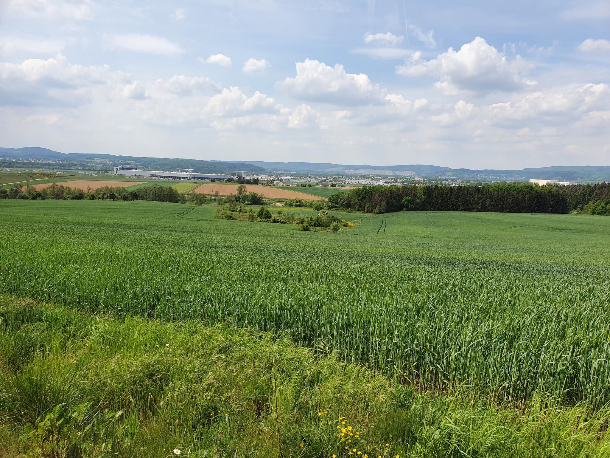 Wittlicher Senke