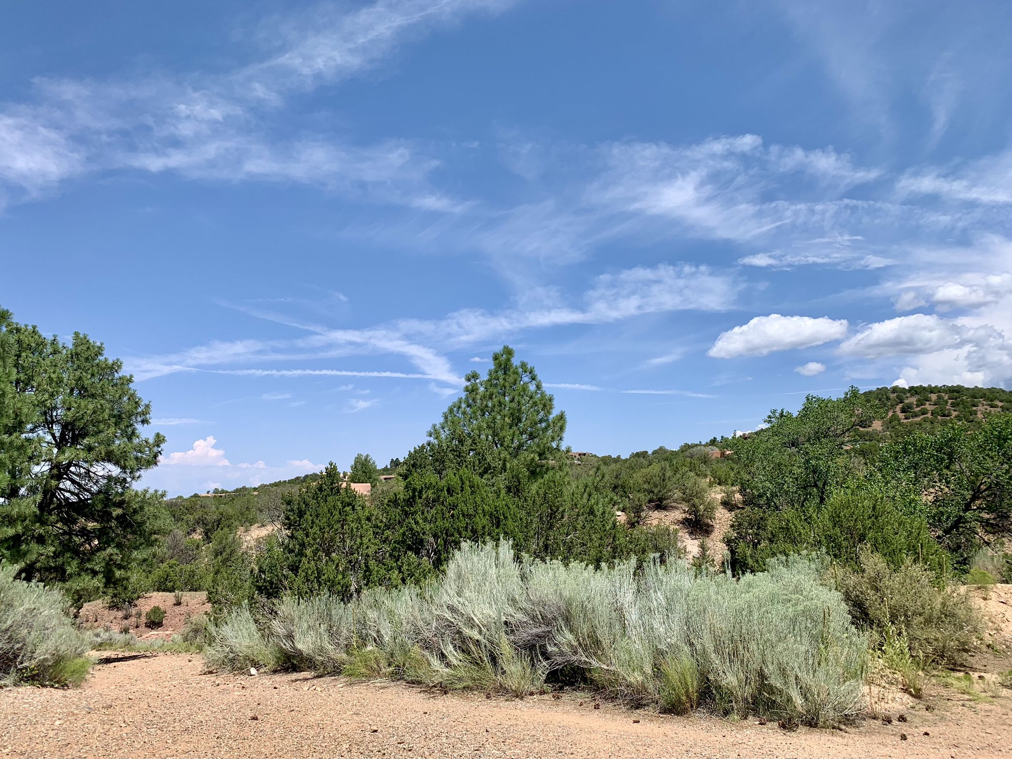 Sunny landscape with green trees, silvery bushes, and rolling hills under a blue sky. - Monte Luna loop— Dale Ball Trails