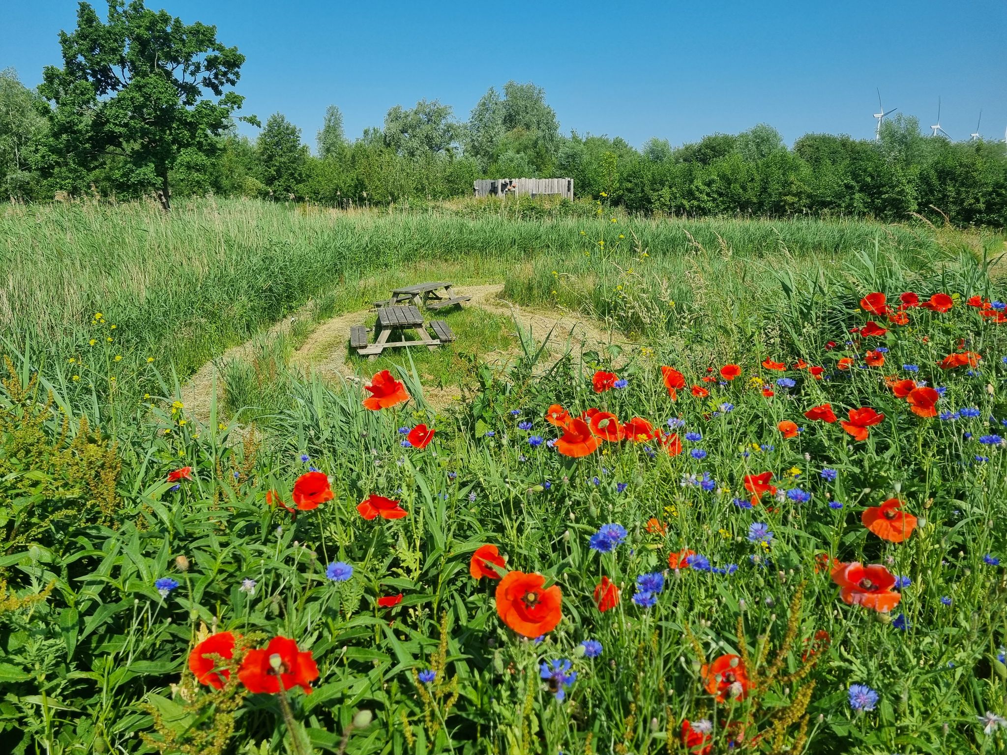 Picknick zwischen Mohnblumen