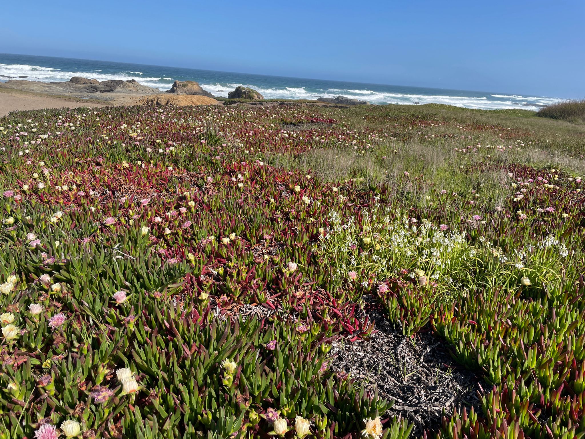 Vibrant coastal wildflowers bloom under a bright sky, with ocean waves in the distance. - Noyo Headlands Park loop from Fort Bragg