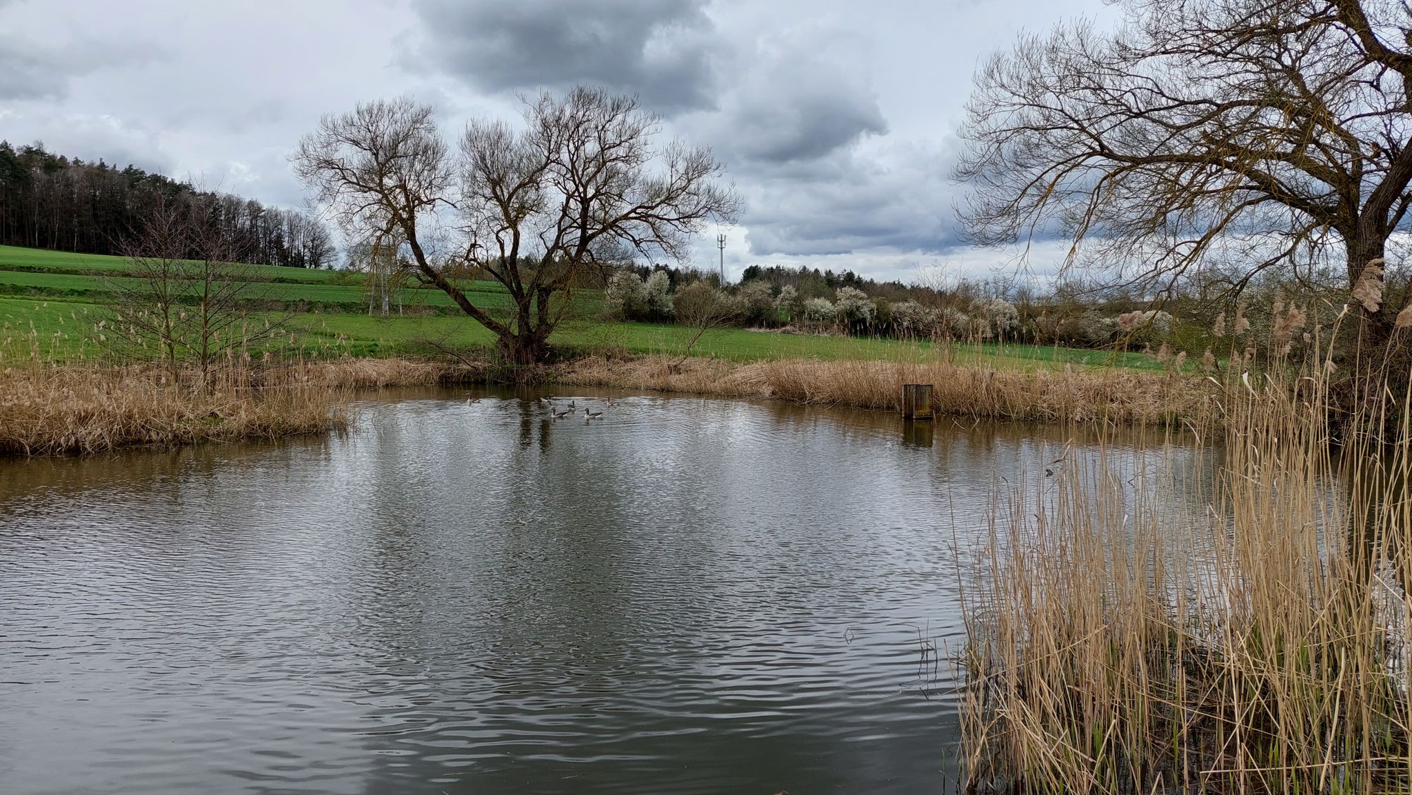 Weiher bei Regendorf
