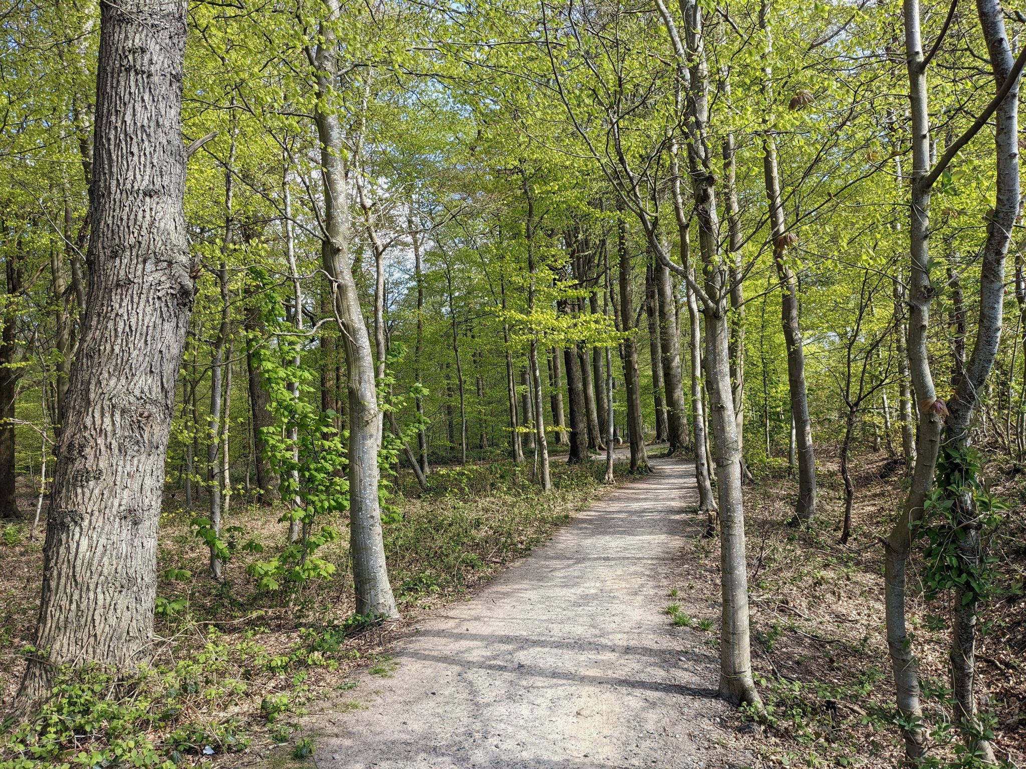 im Tilofelder-Holz