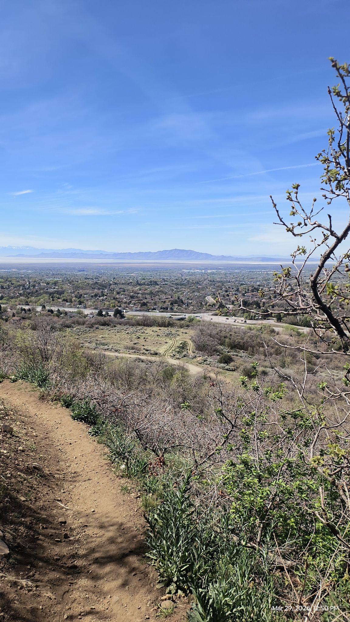 antelope osland