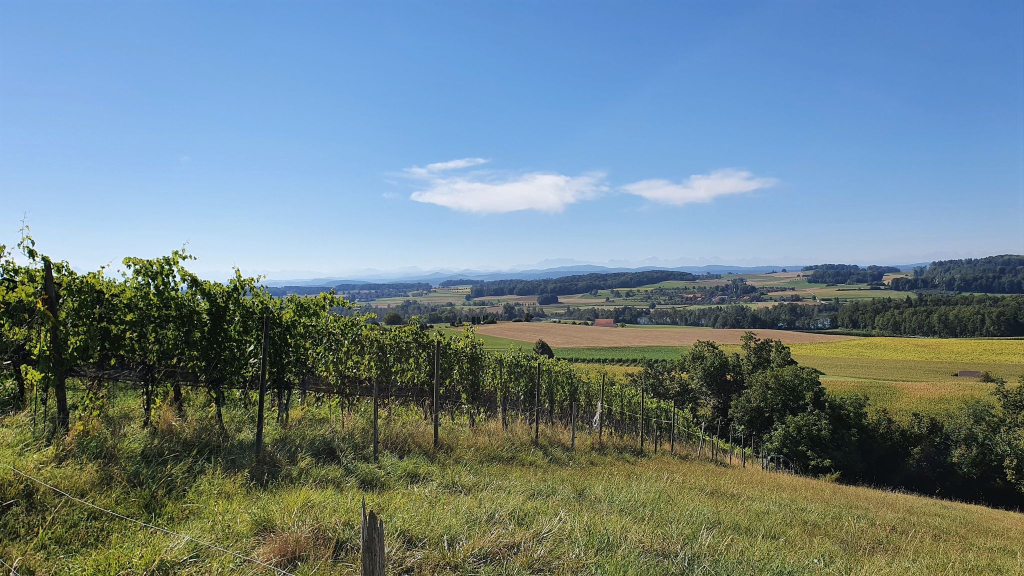 Rebberg mit Blick zum Alpstein und den Alpen
